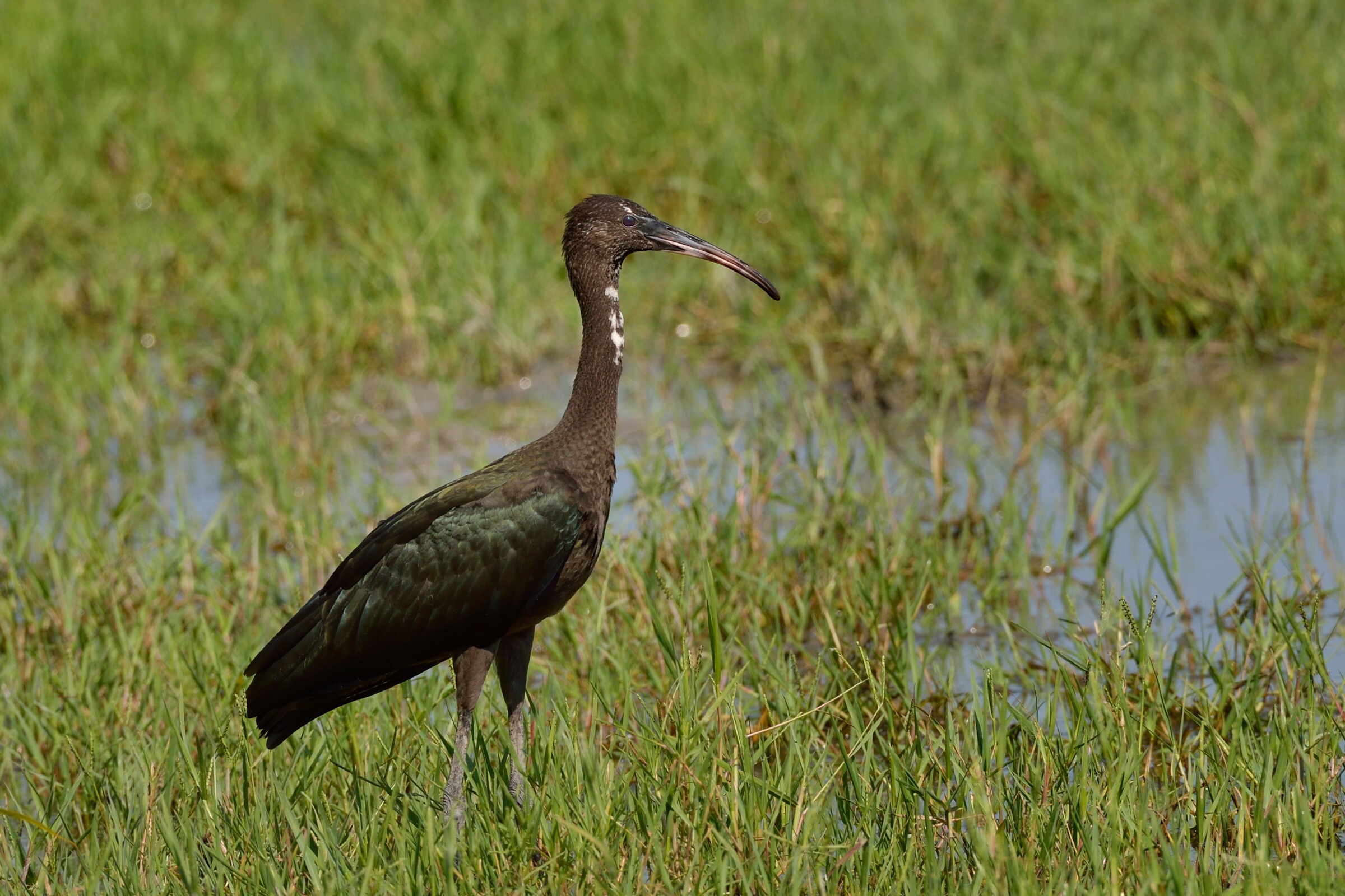 glossy ibis