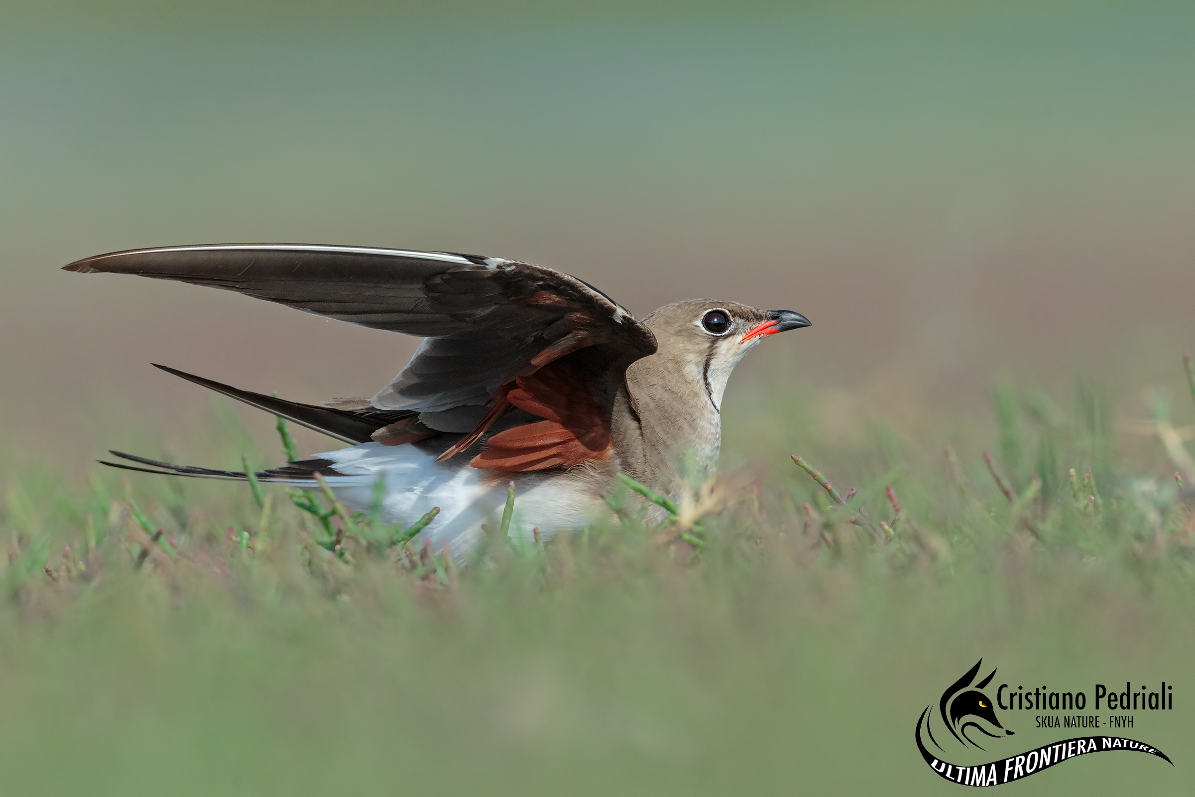 pratincole