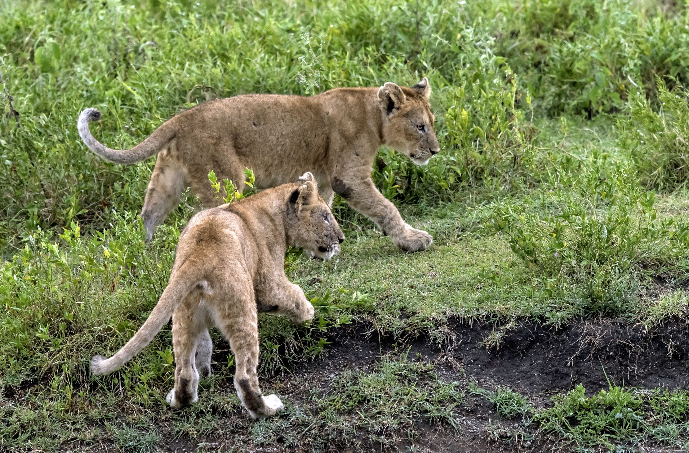 Tanzania 2016 - A Ndutu