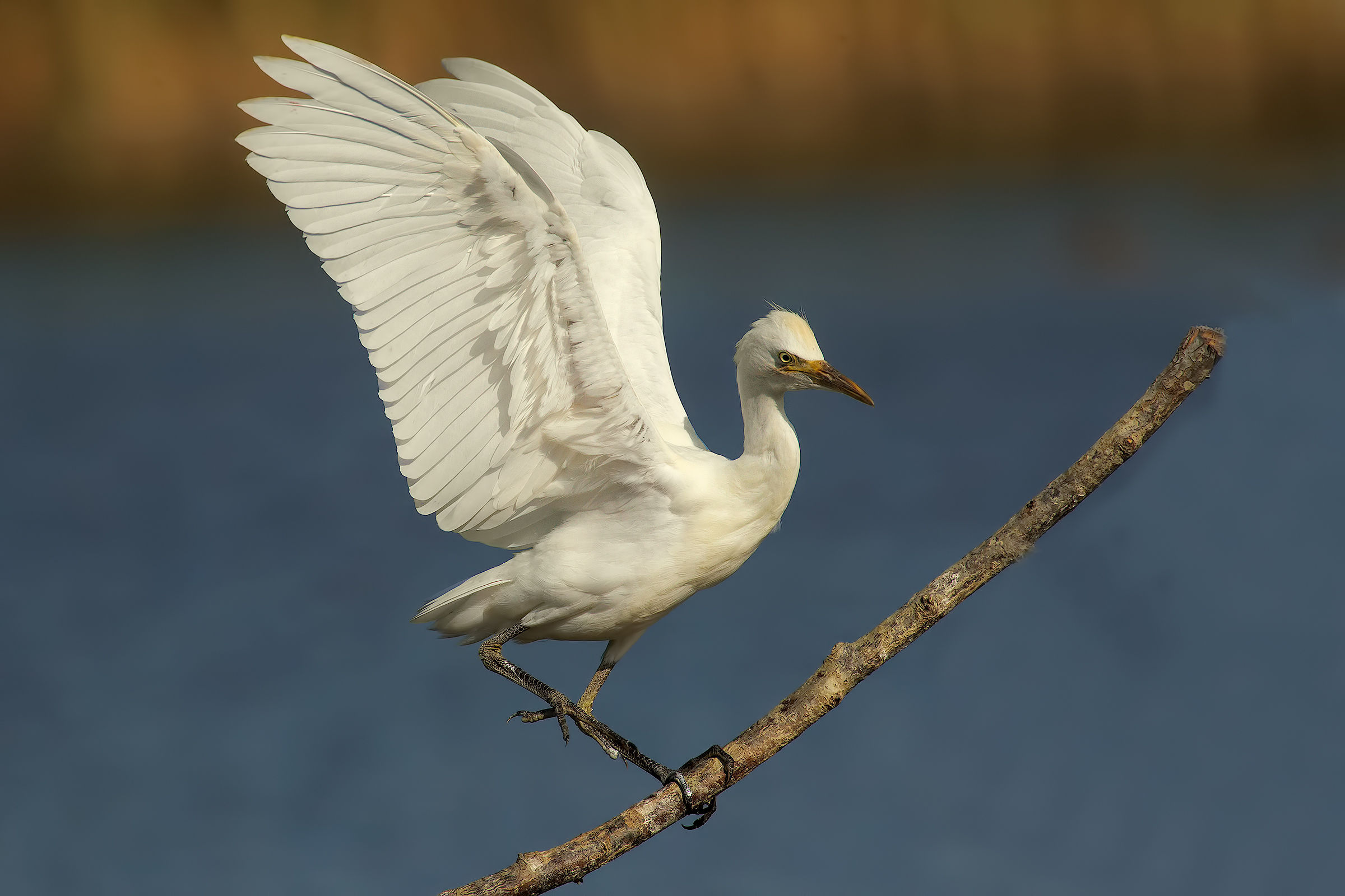 young Egret