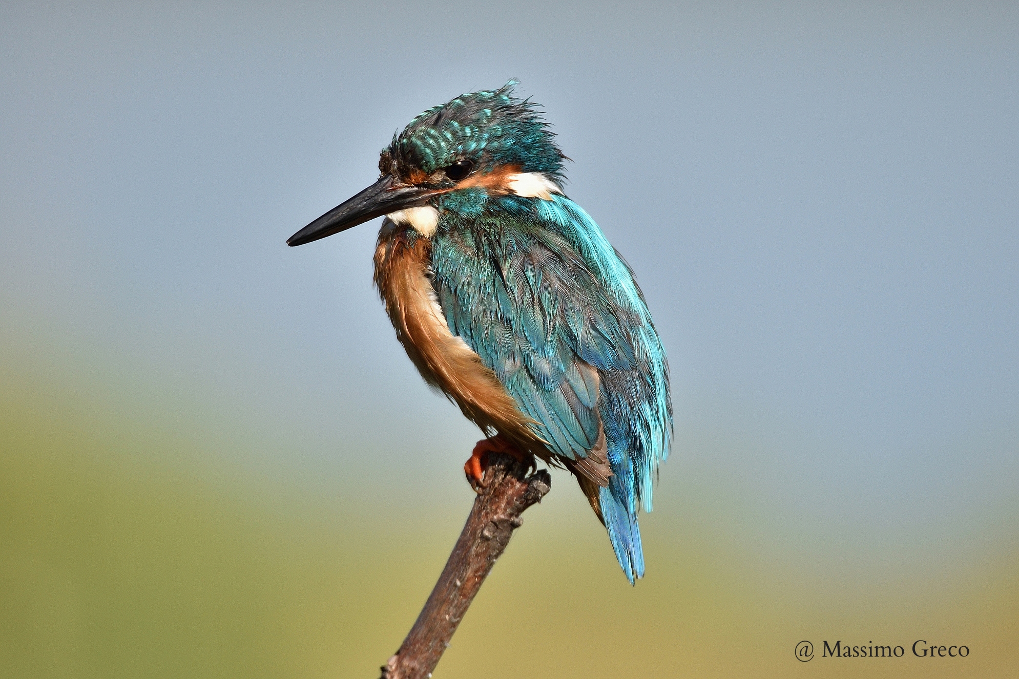 Maschio di Martin pescatore