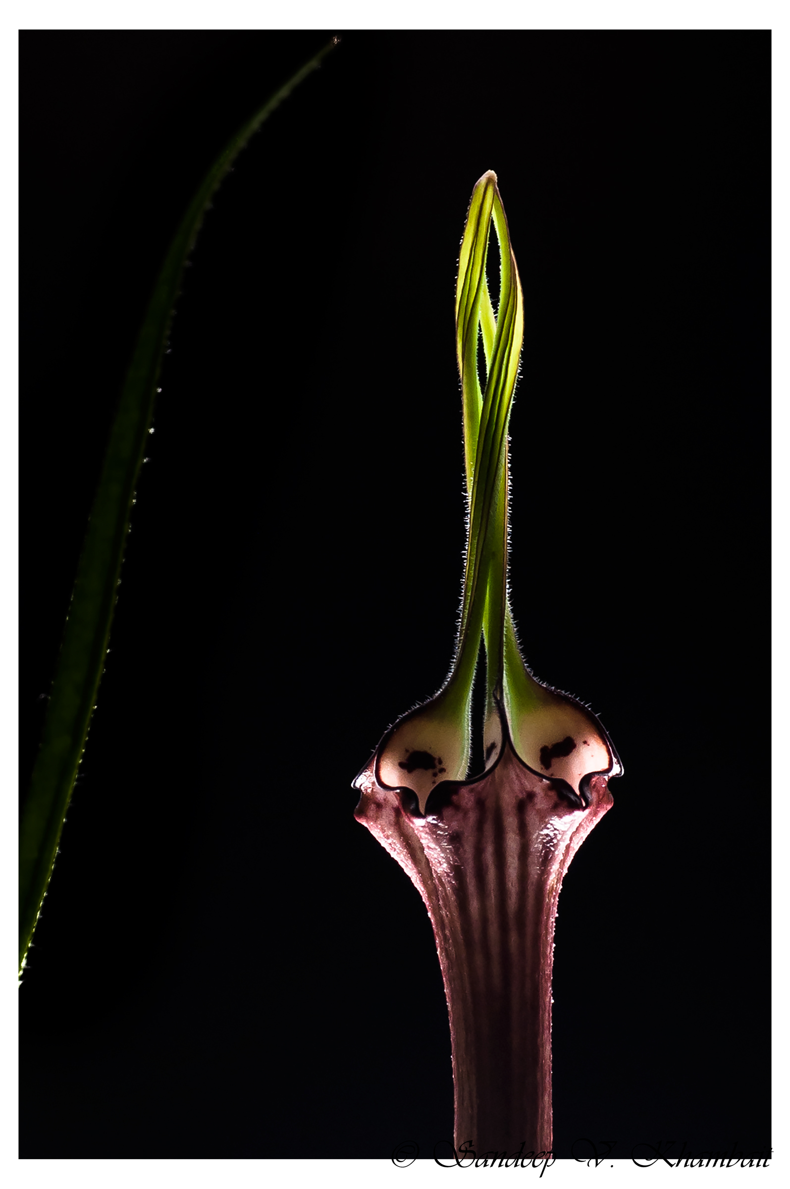Ceropegia Mahabali