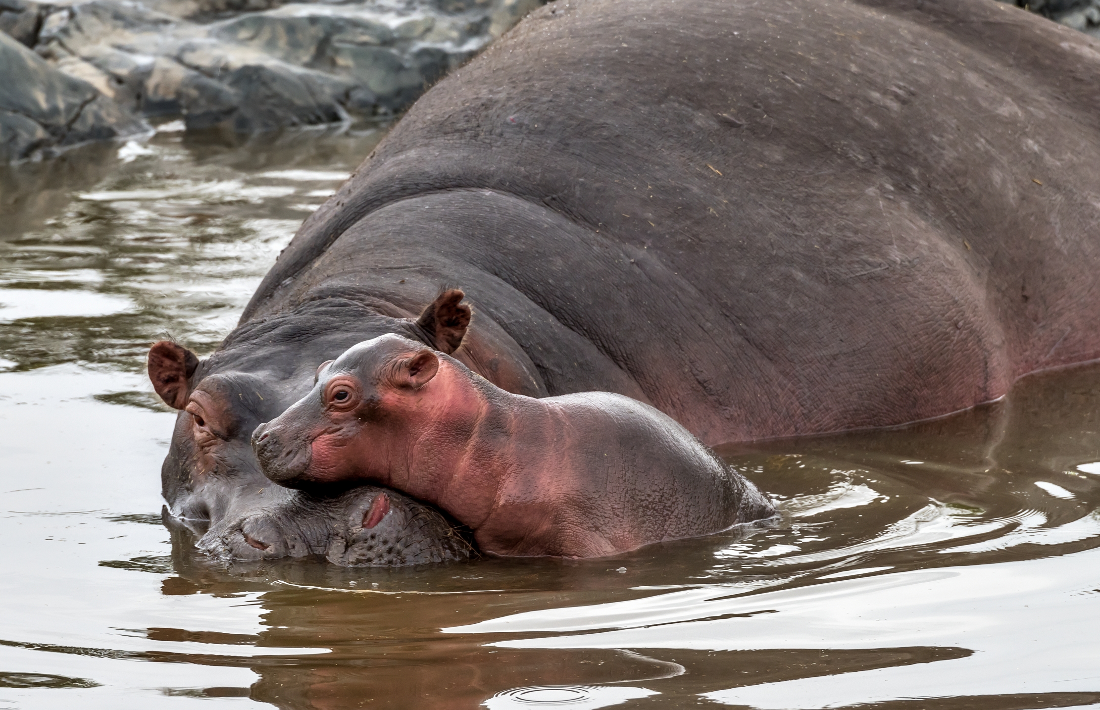 Tanzania 2016 - Hippo