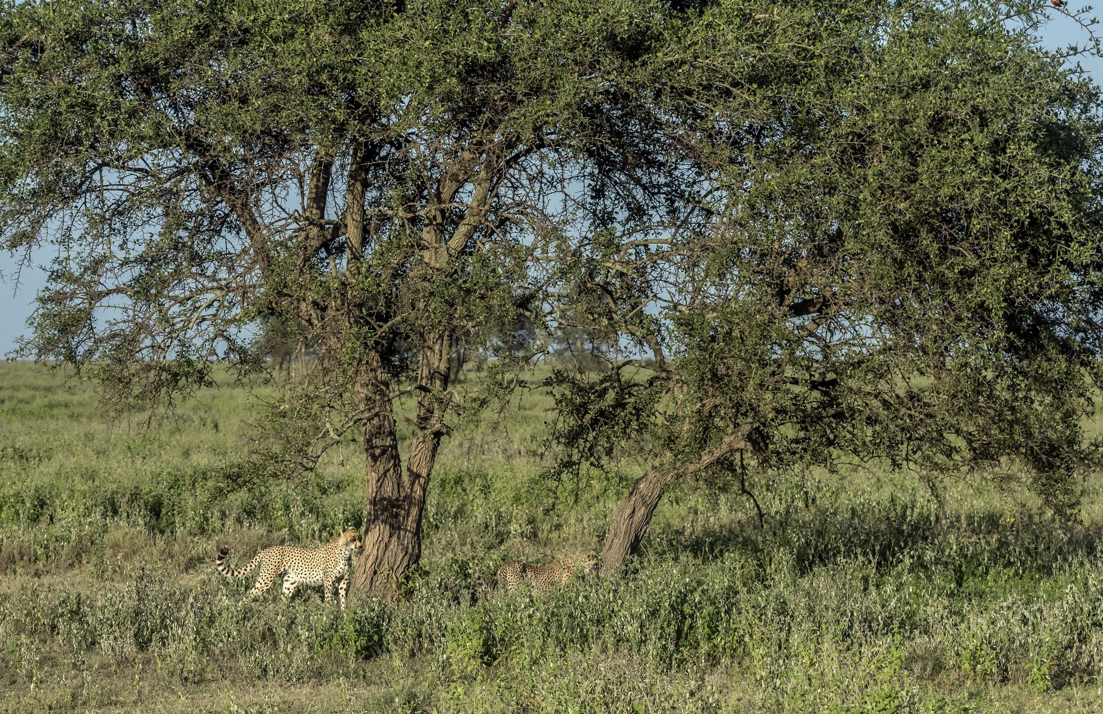 Tanzania 2016 - Sotto il grande albero