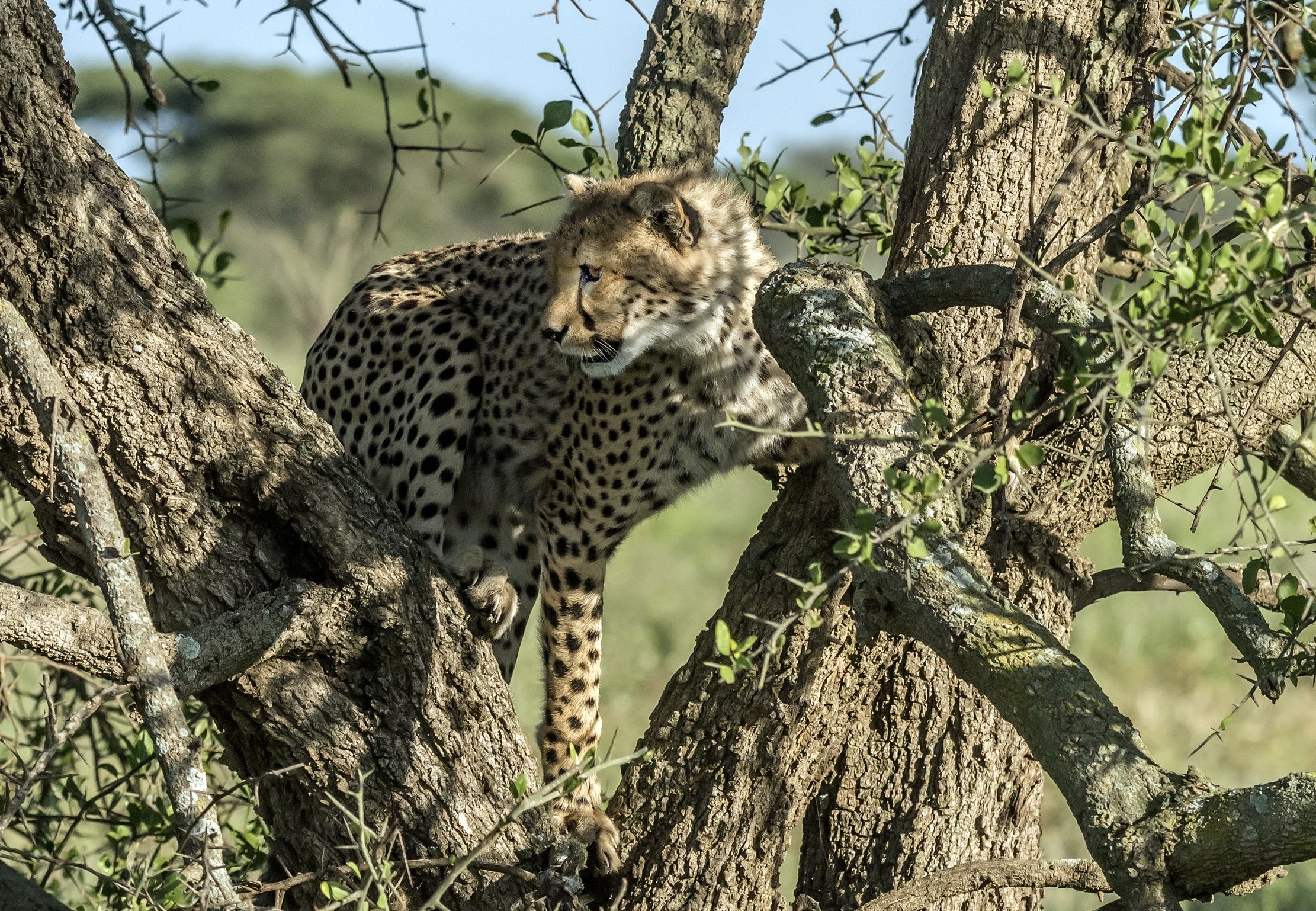 Tanzania 2016 - Su l'albero