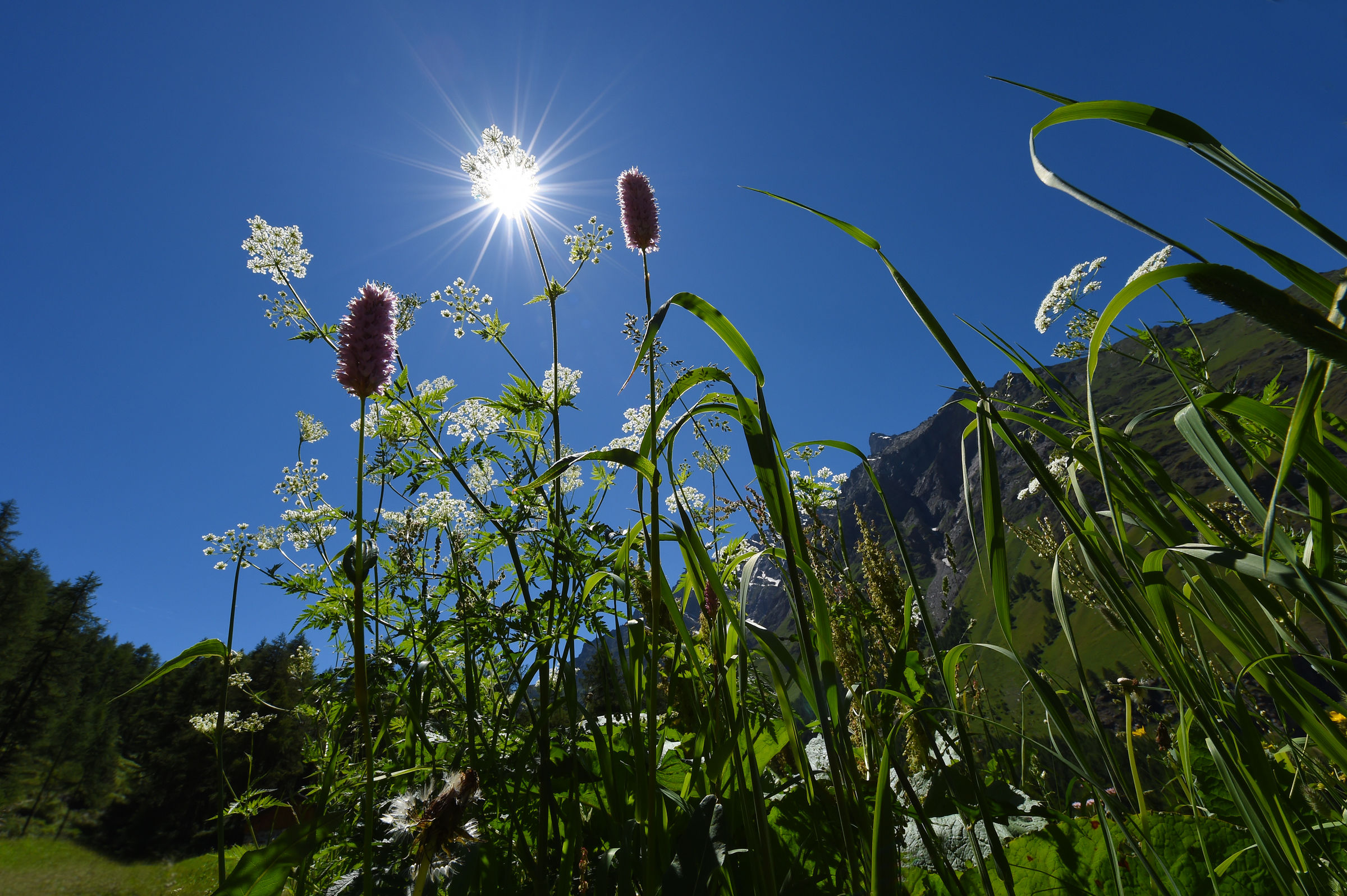 Mountain flowers