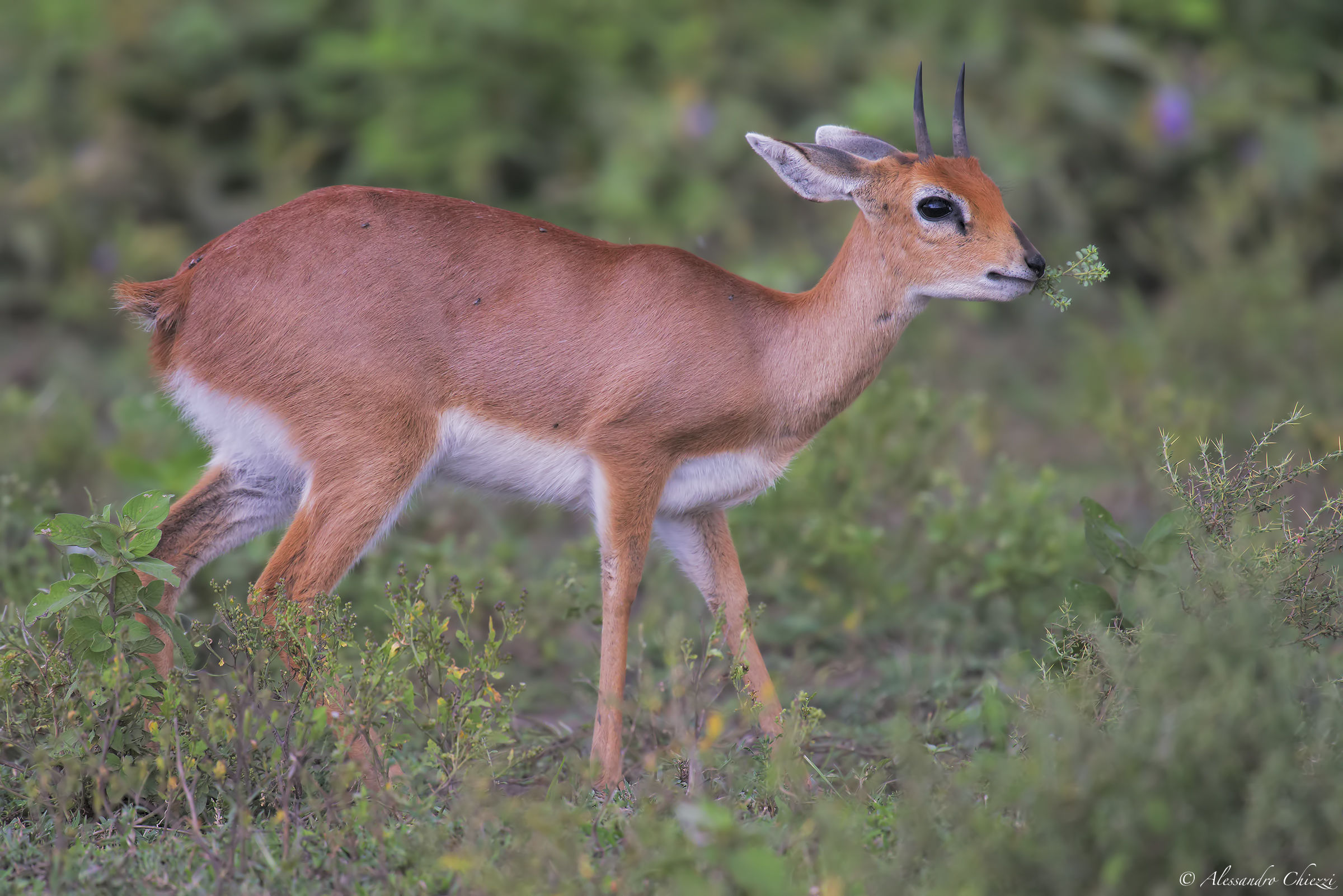 dik dik