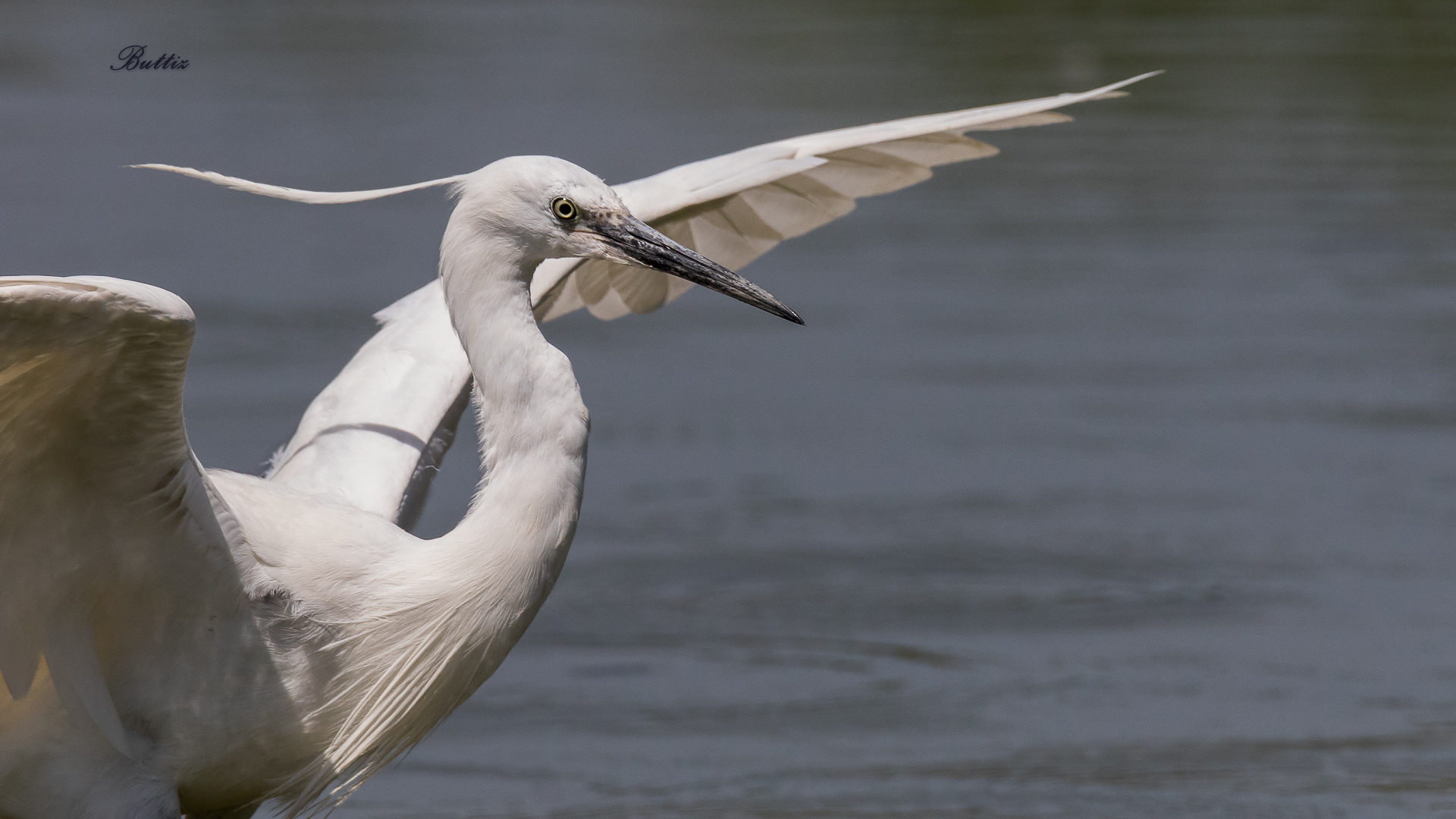 Egret landing