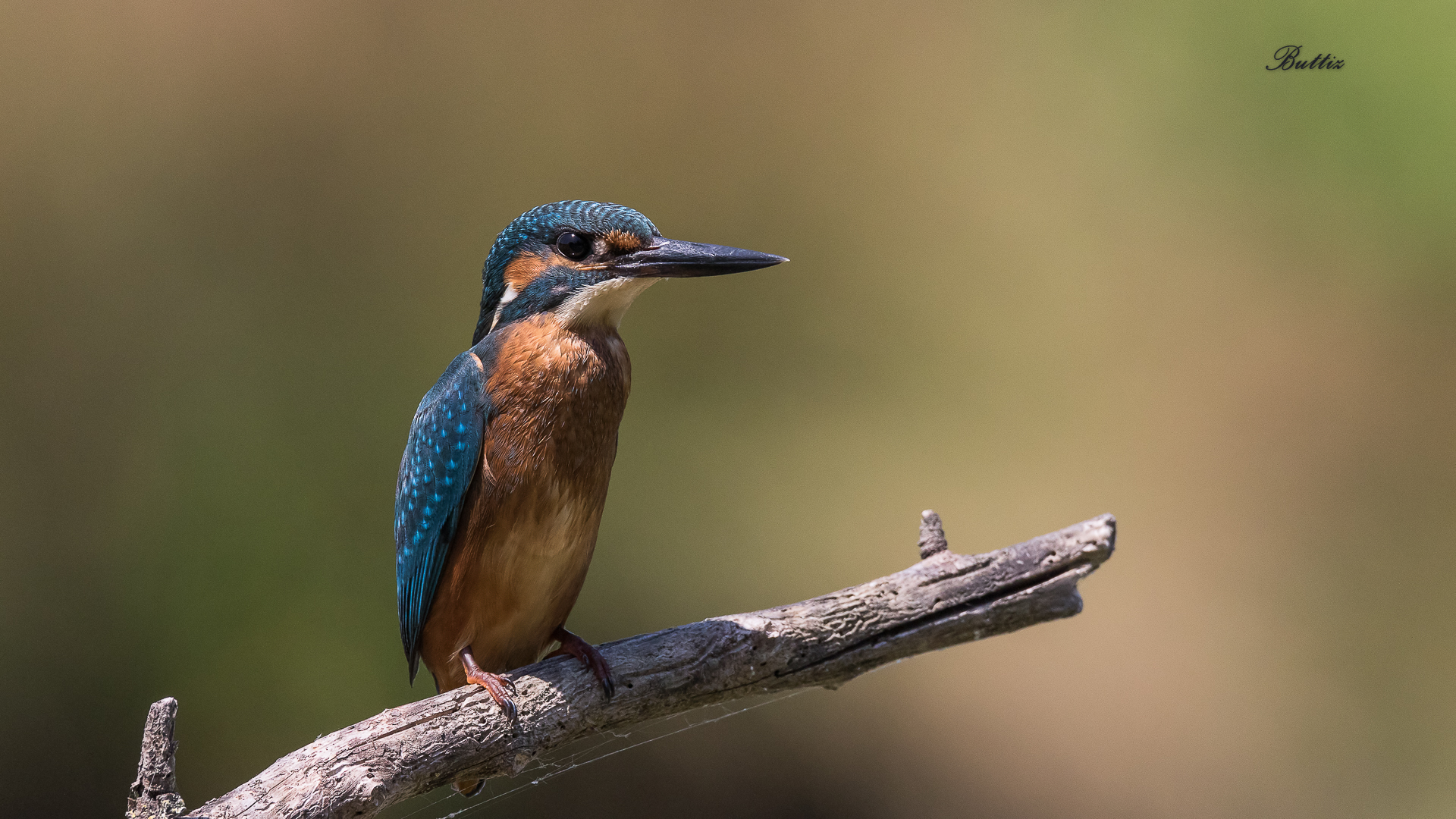 Young Martin Pescatore