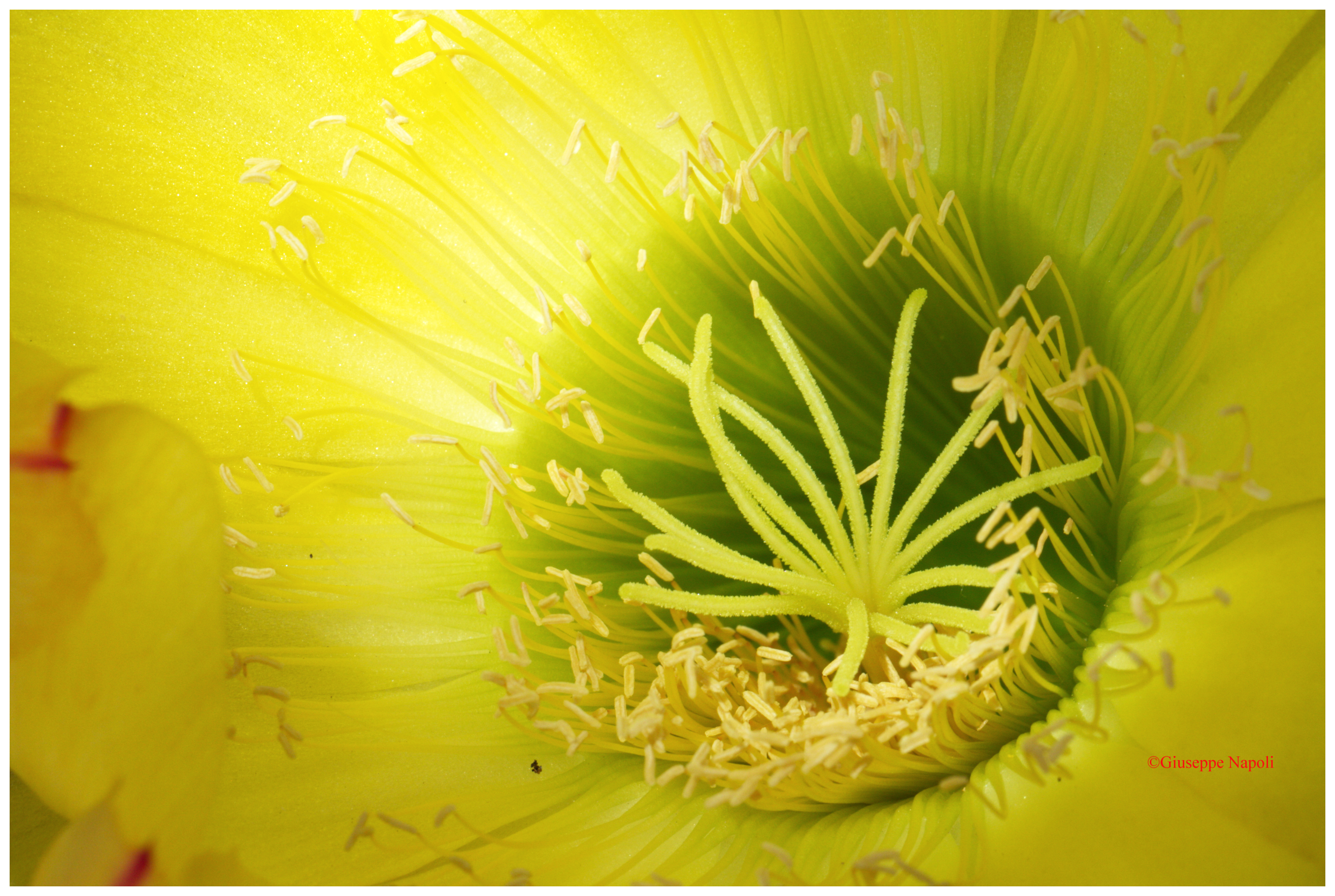 Caducità ,,,,,,il fiore che vive un solo giorno