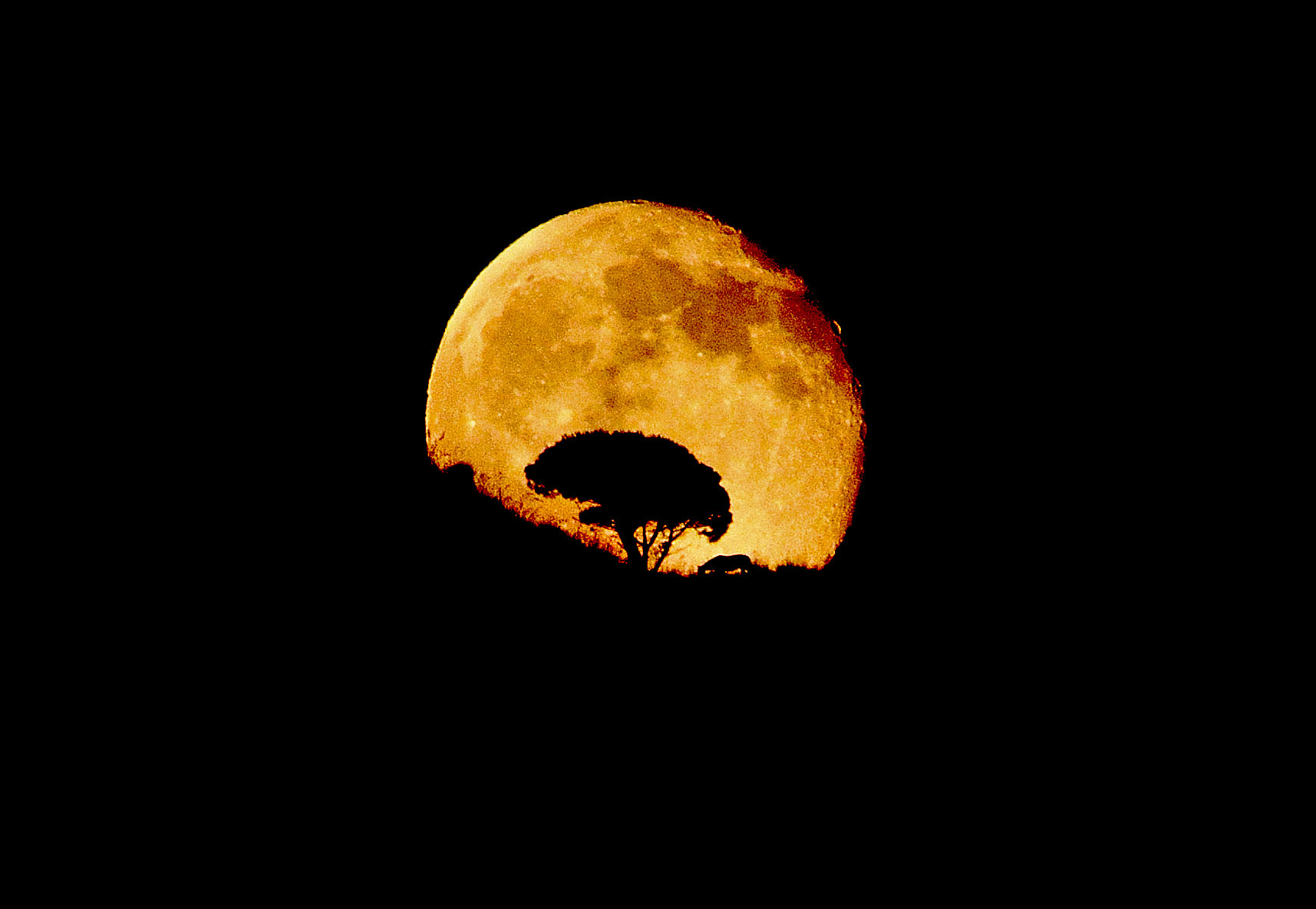 Al pascolo con la Luna