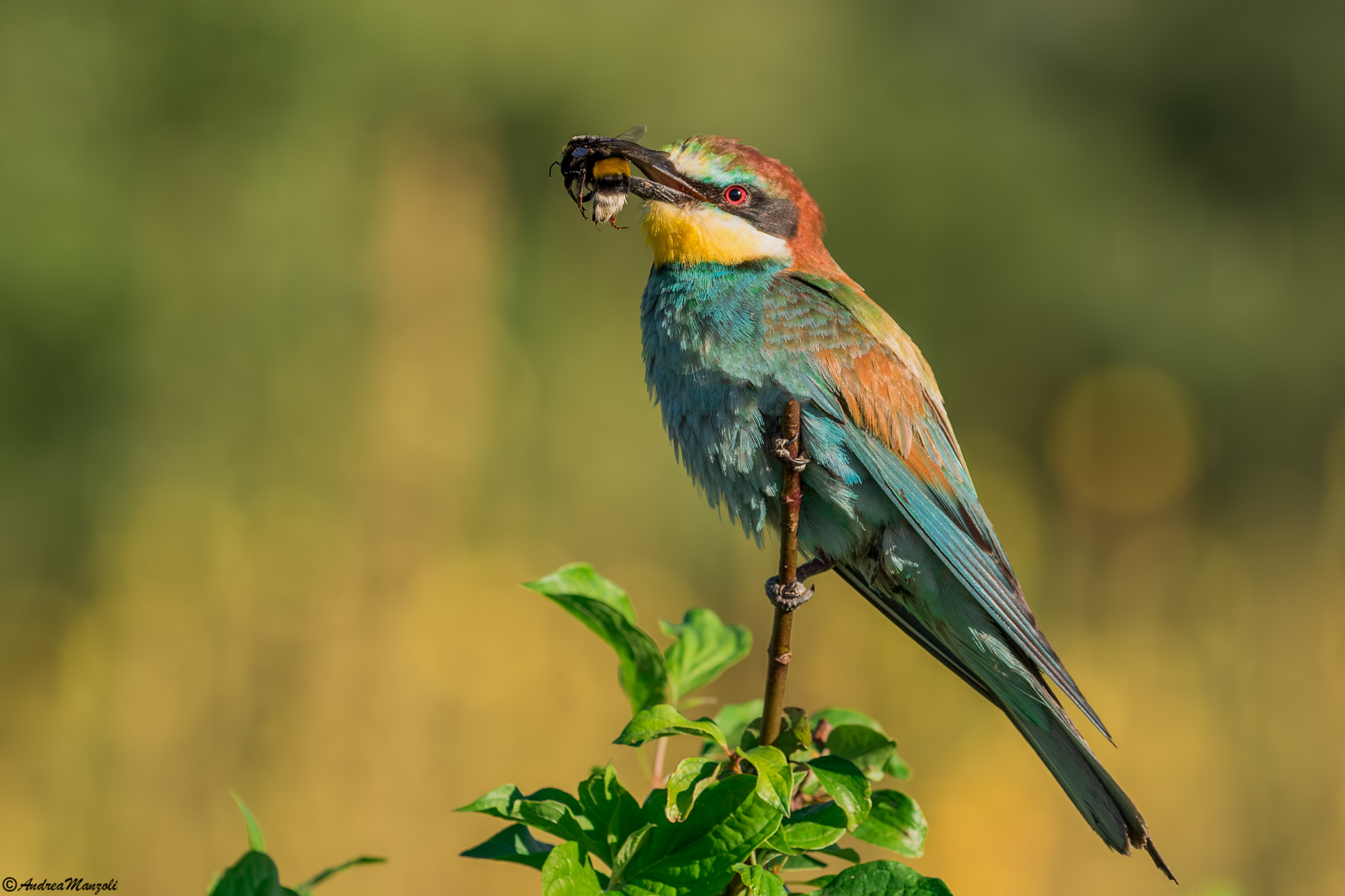 Ore 6.45 ... giusto l'ora della Colazione !!!