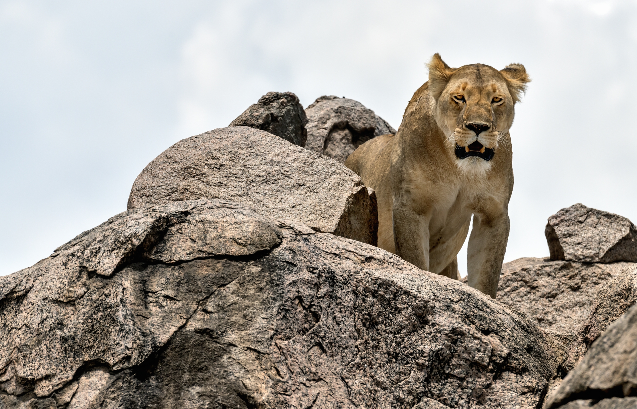 Tanzania 2016 - Sul Kopje
