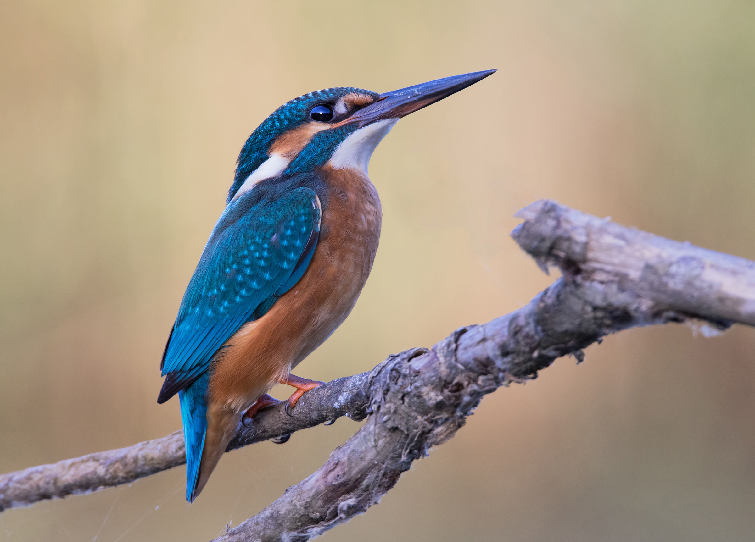 Watching the sunrise