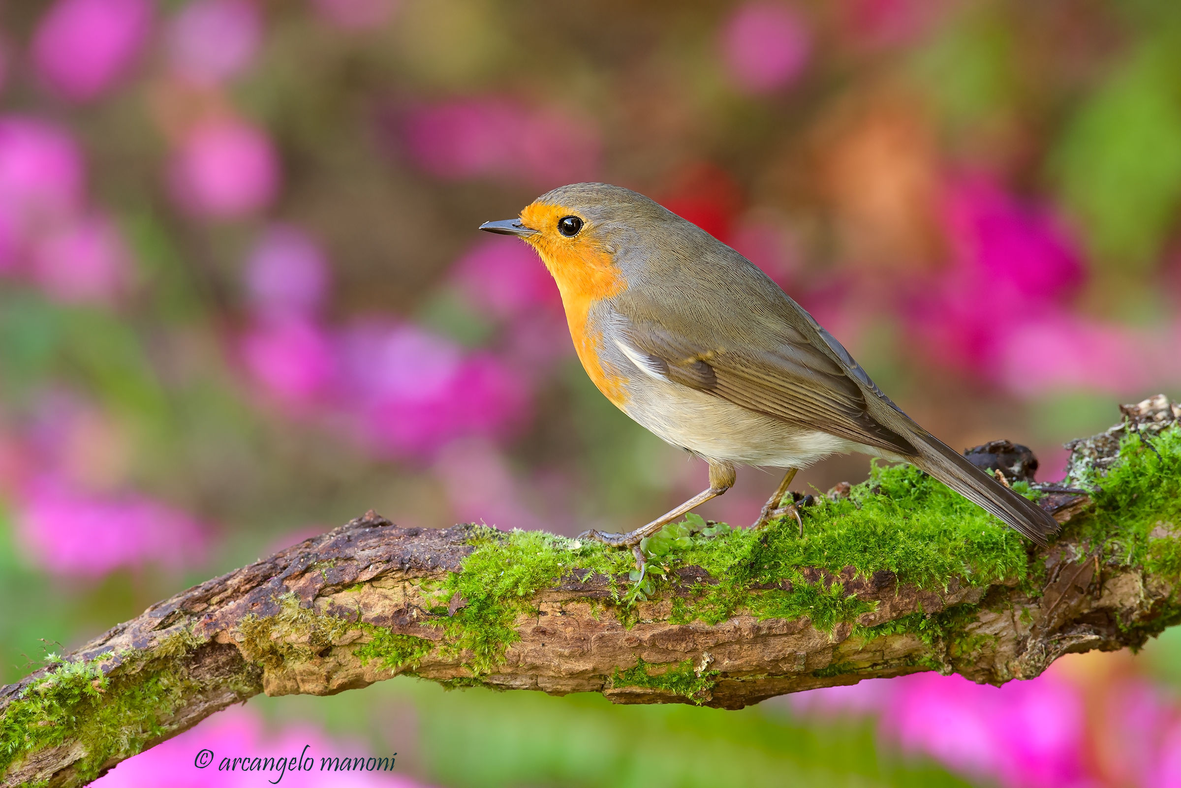 Robin fra i colori del giardino