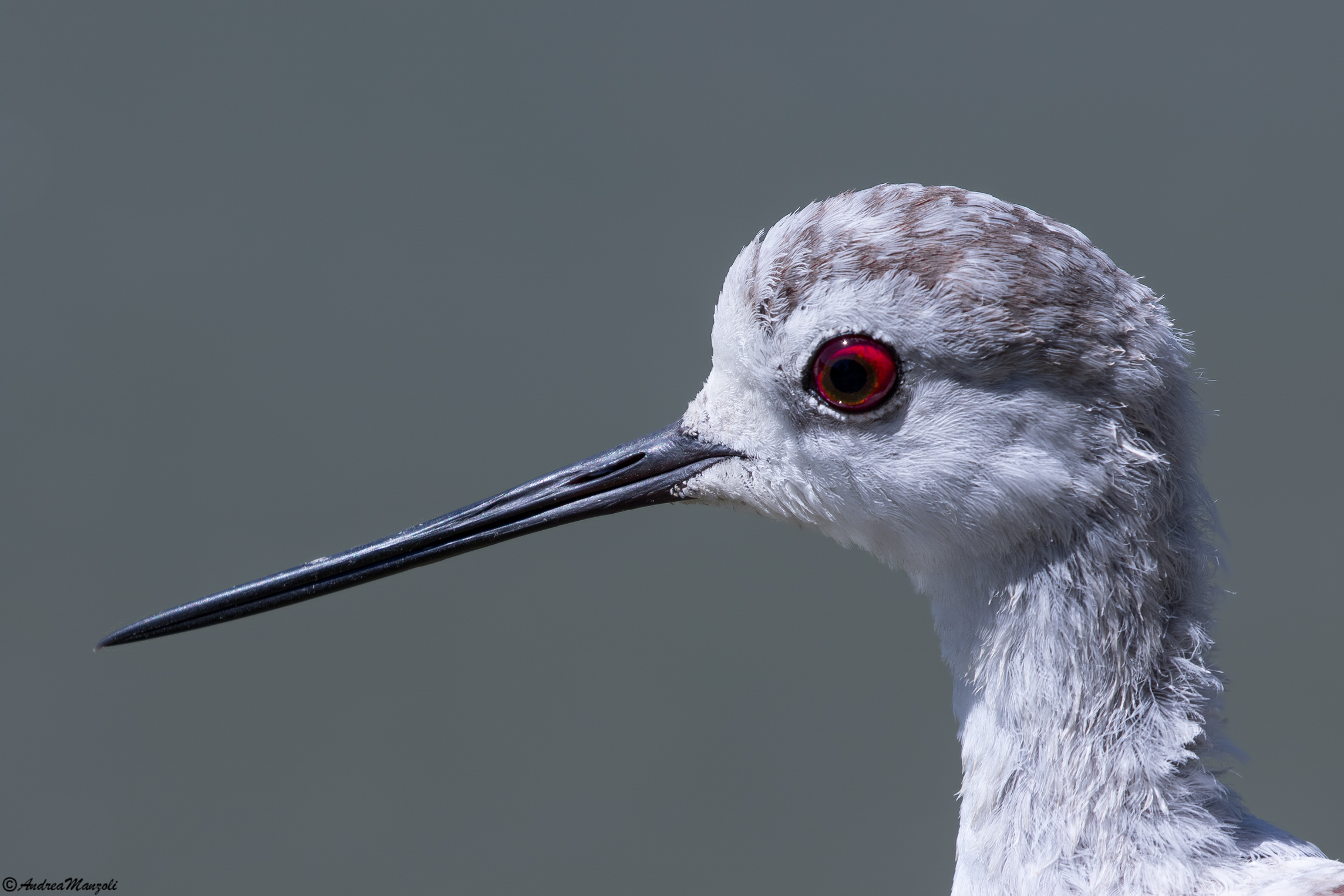 Knight of Italy "Portrait"