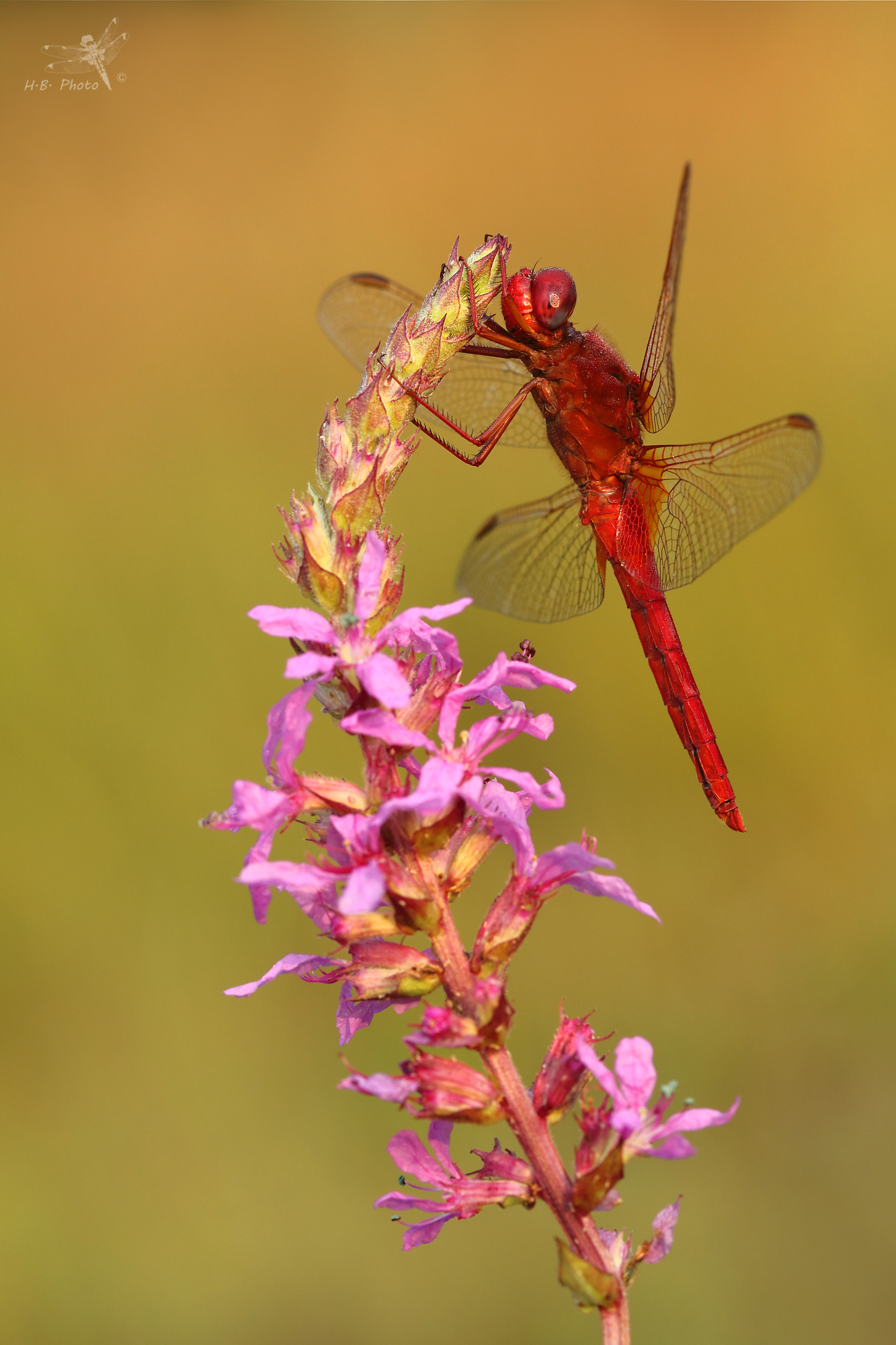 Crocothemis erythraea, male