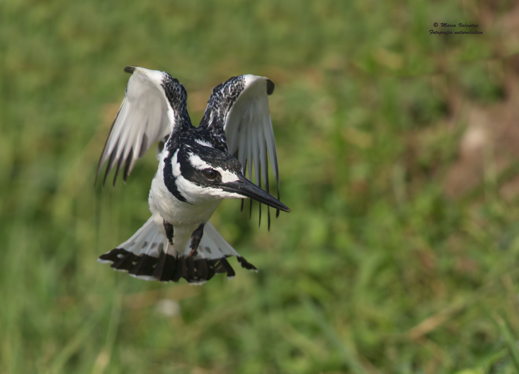 Black and white in flight