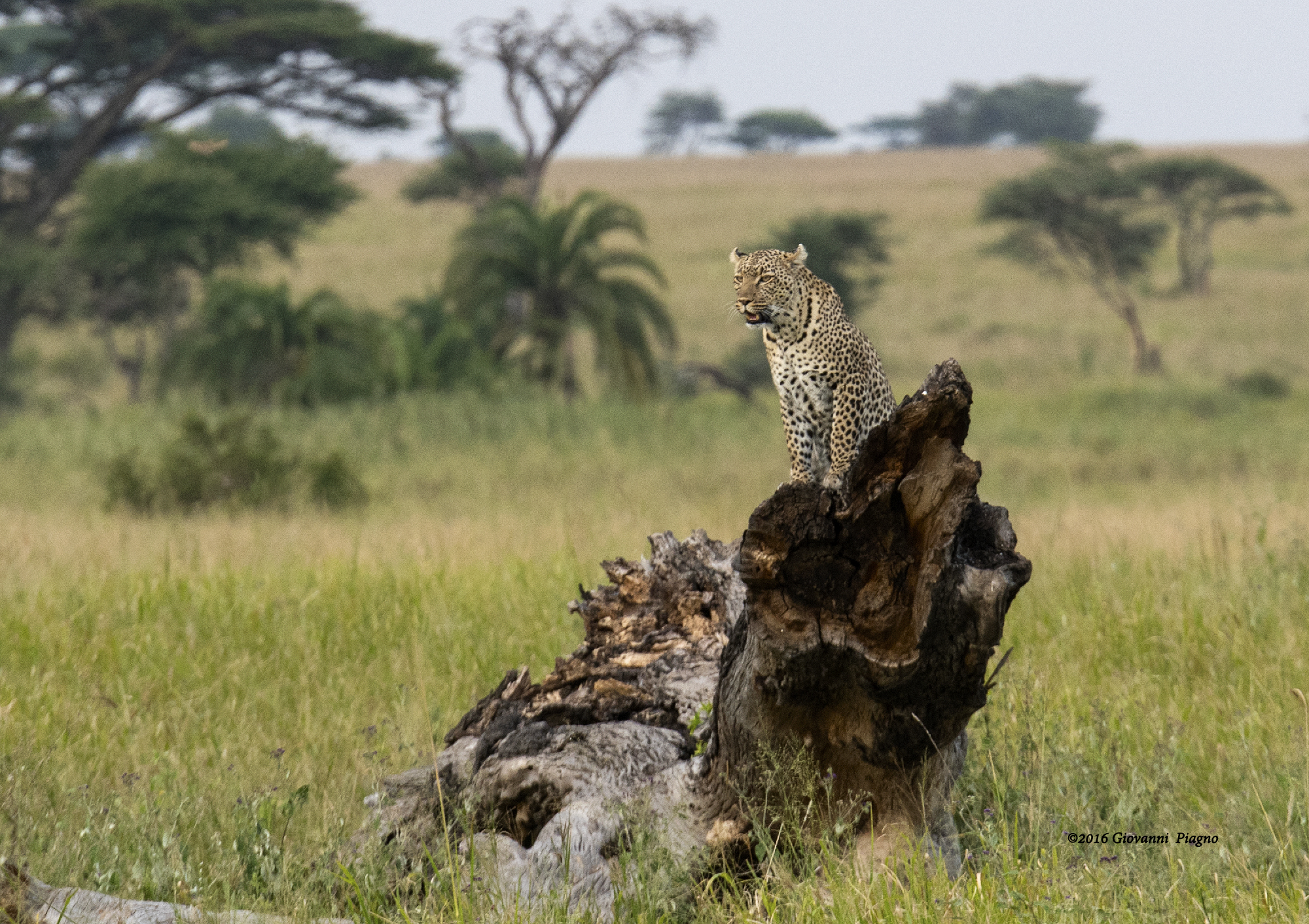 Vedetta al Serengeti
