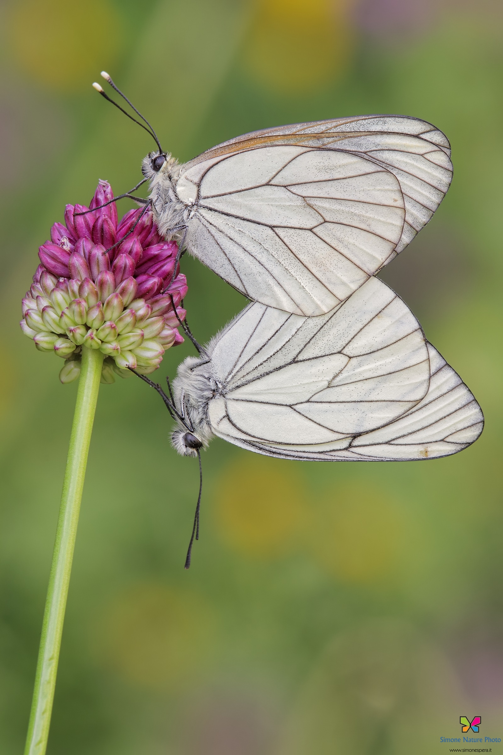Copula...Aporia crataegi  (Linnaeus, 1758)