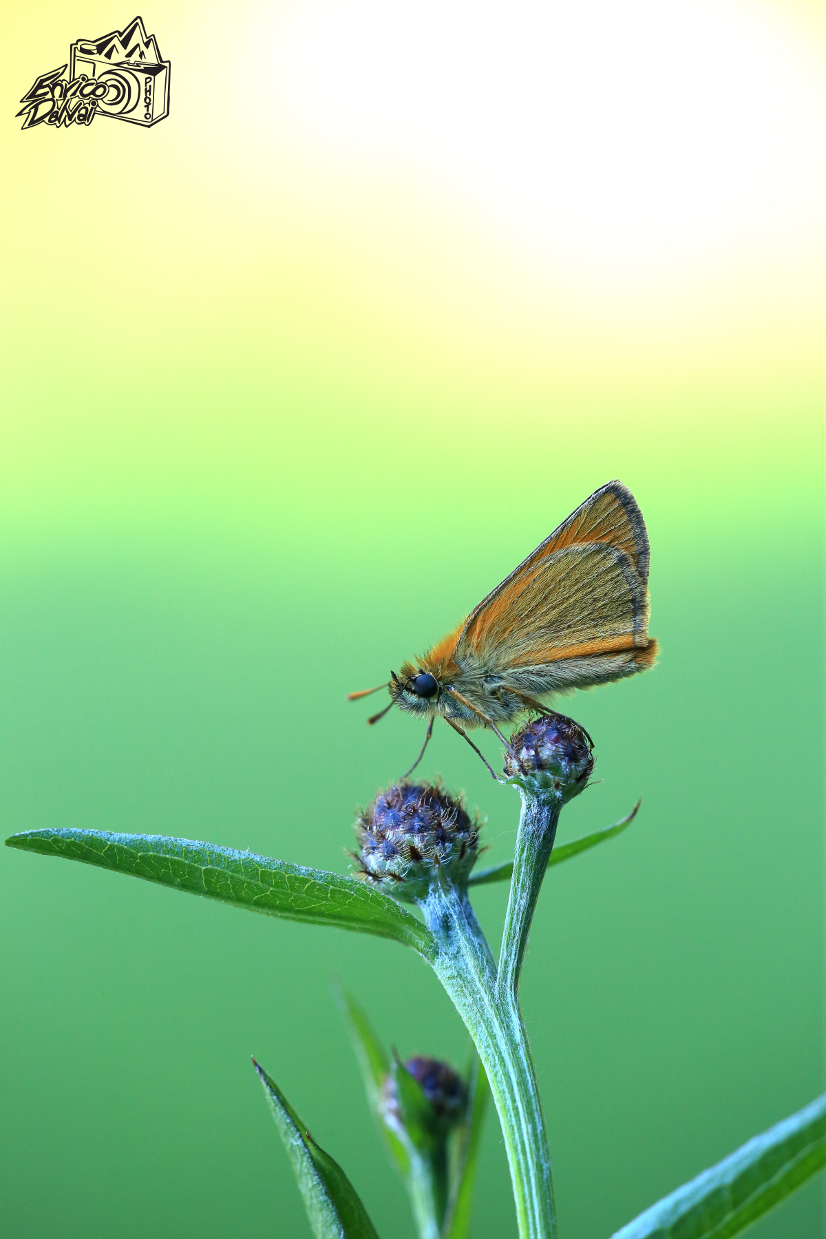 Thymelicus sylvestris..Aettone lineato maggiore.