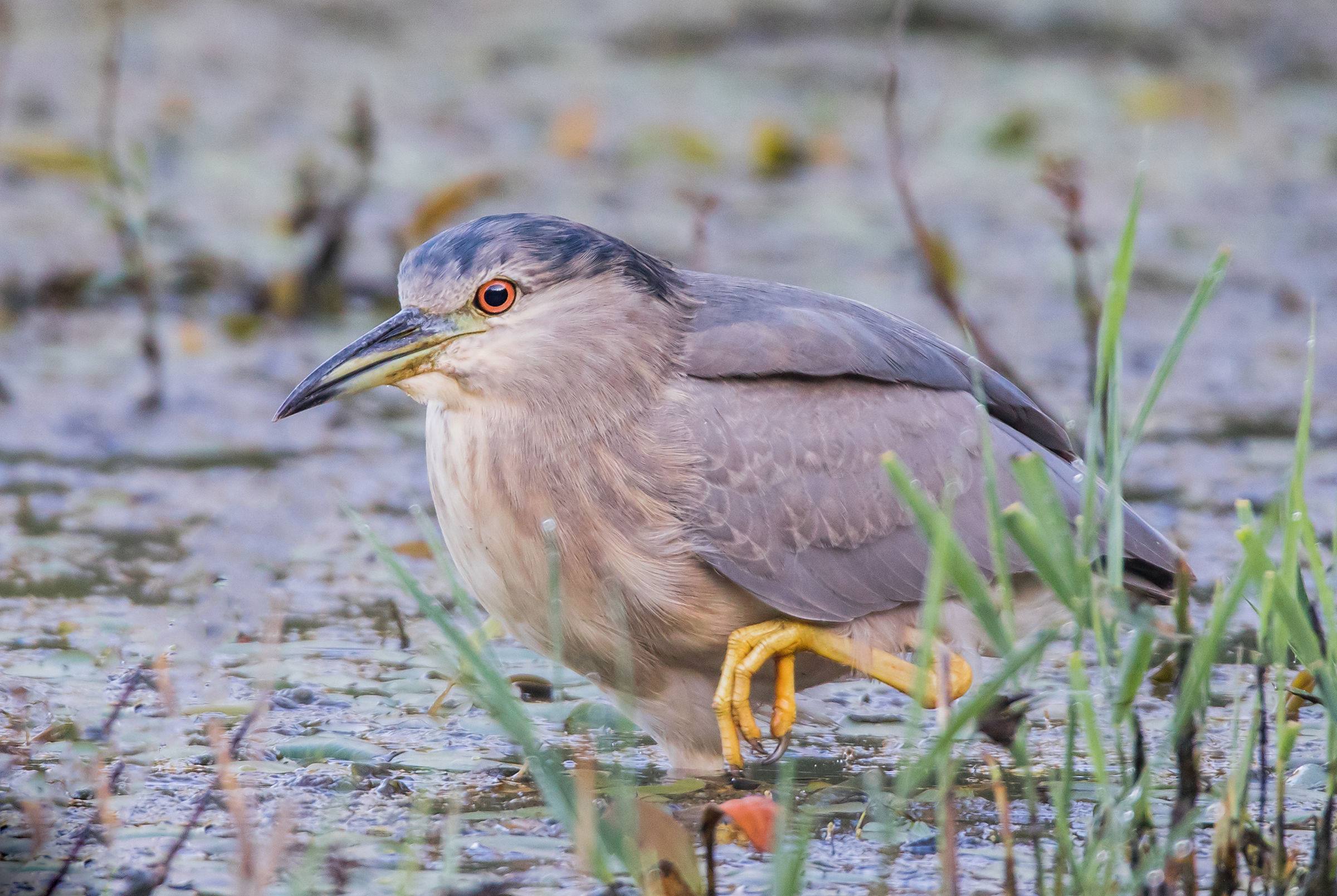 Night Heron