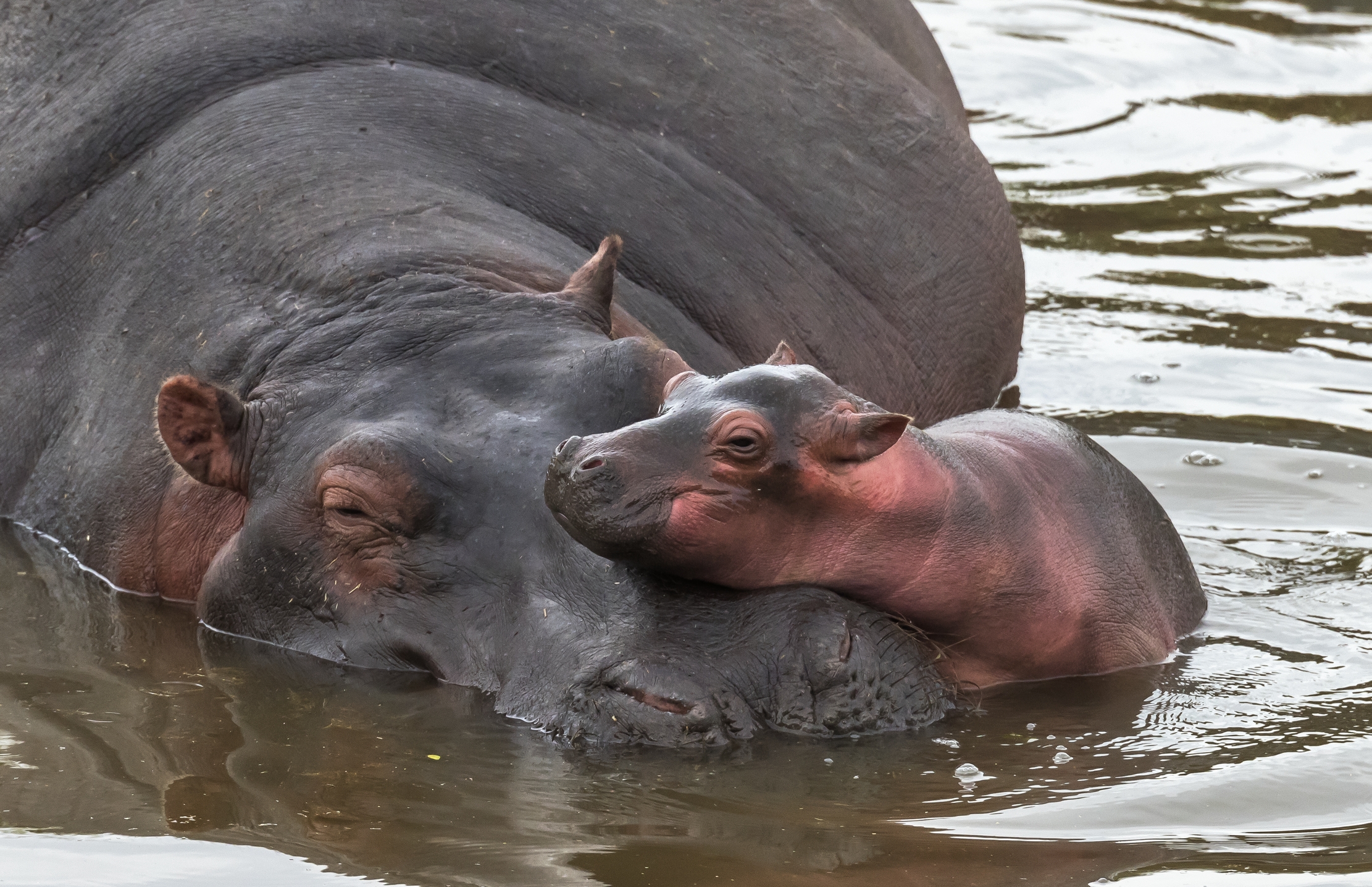Tanzania 2016 - Hippo