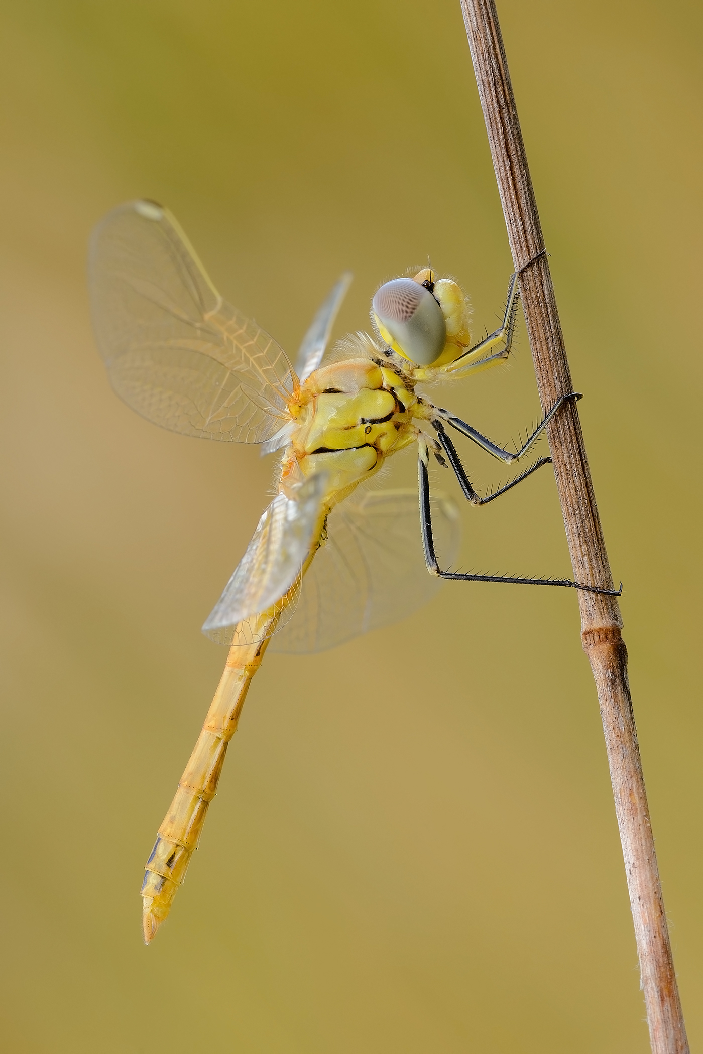 Sympetrum fonscolombii (immature male)