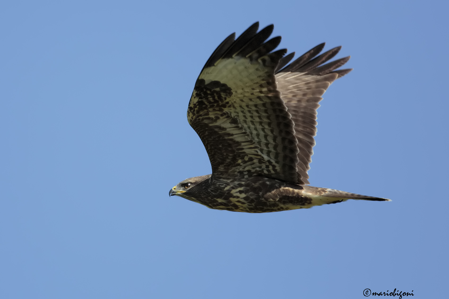 buzzard