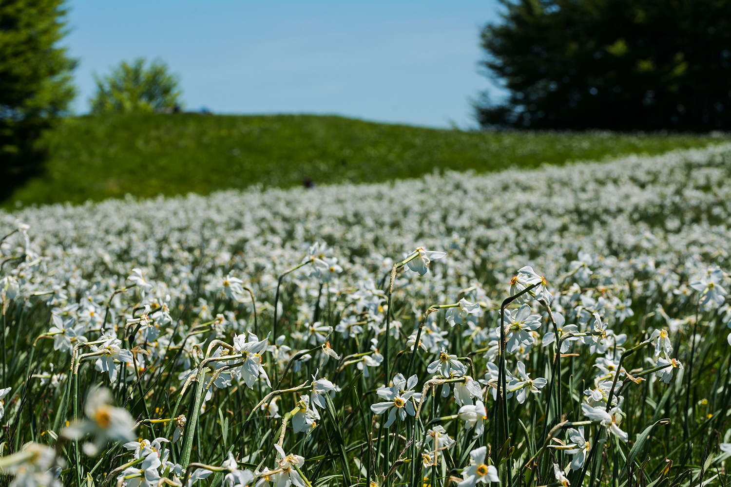 A sea of ??daffodils