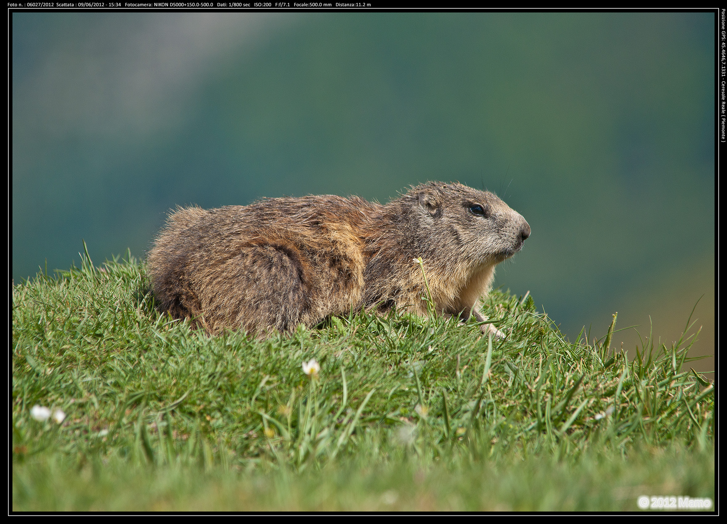 Marmot Ceresole Reale