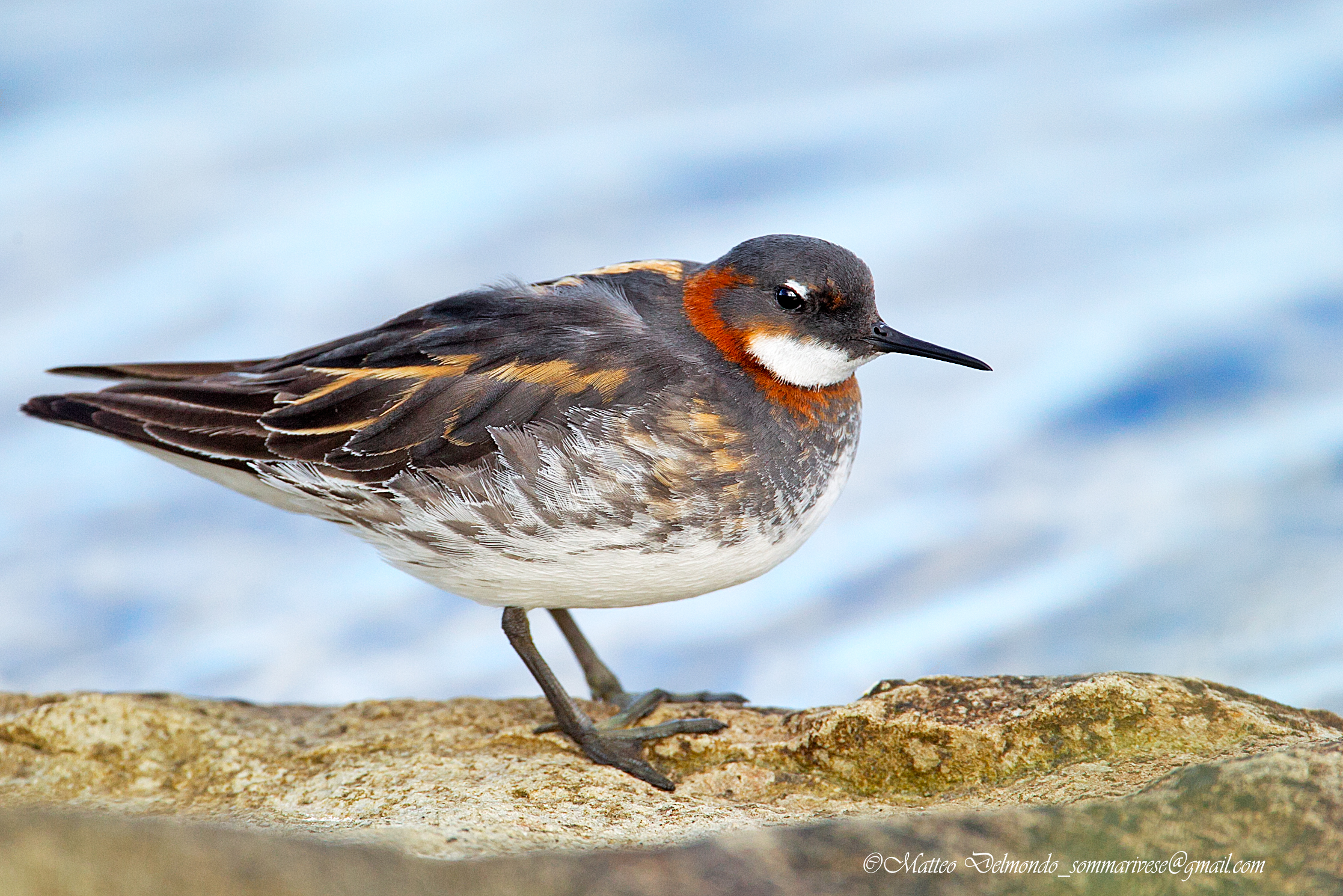 Red-necked thin beak