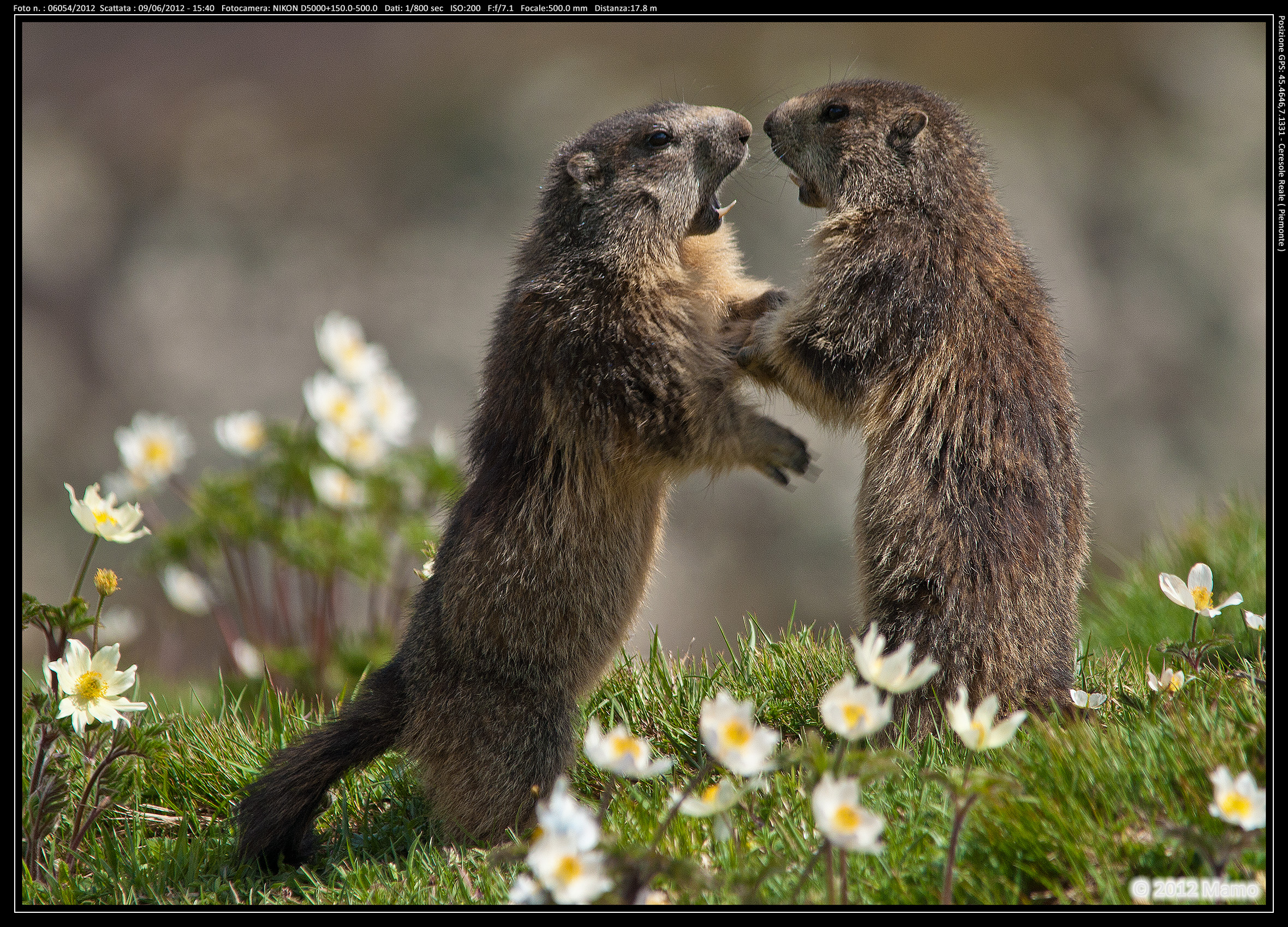 Marmots Ceresole Reale