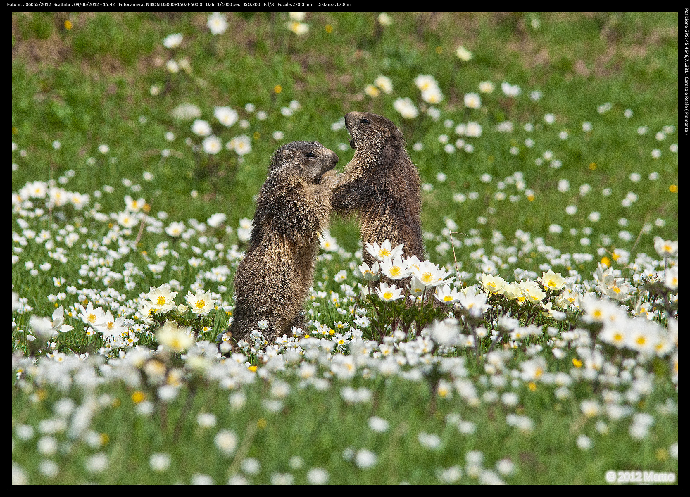 Marmots Ceresole Reale