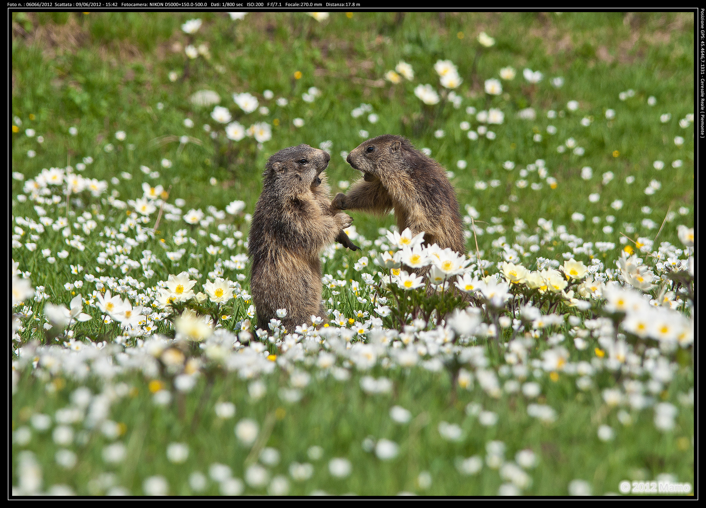 Marmots Ceresole Reale