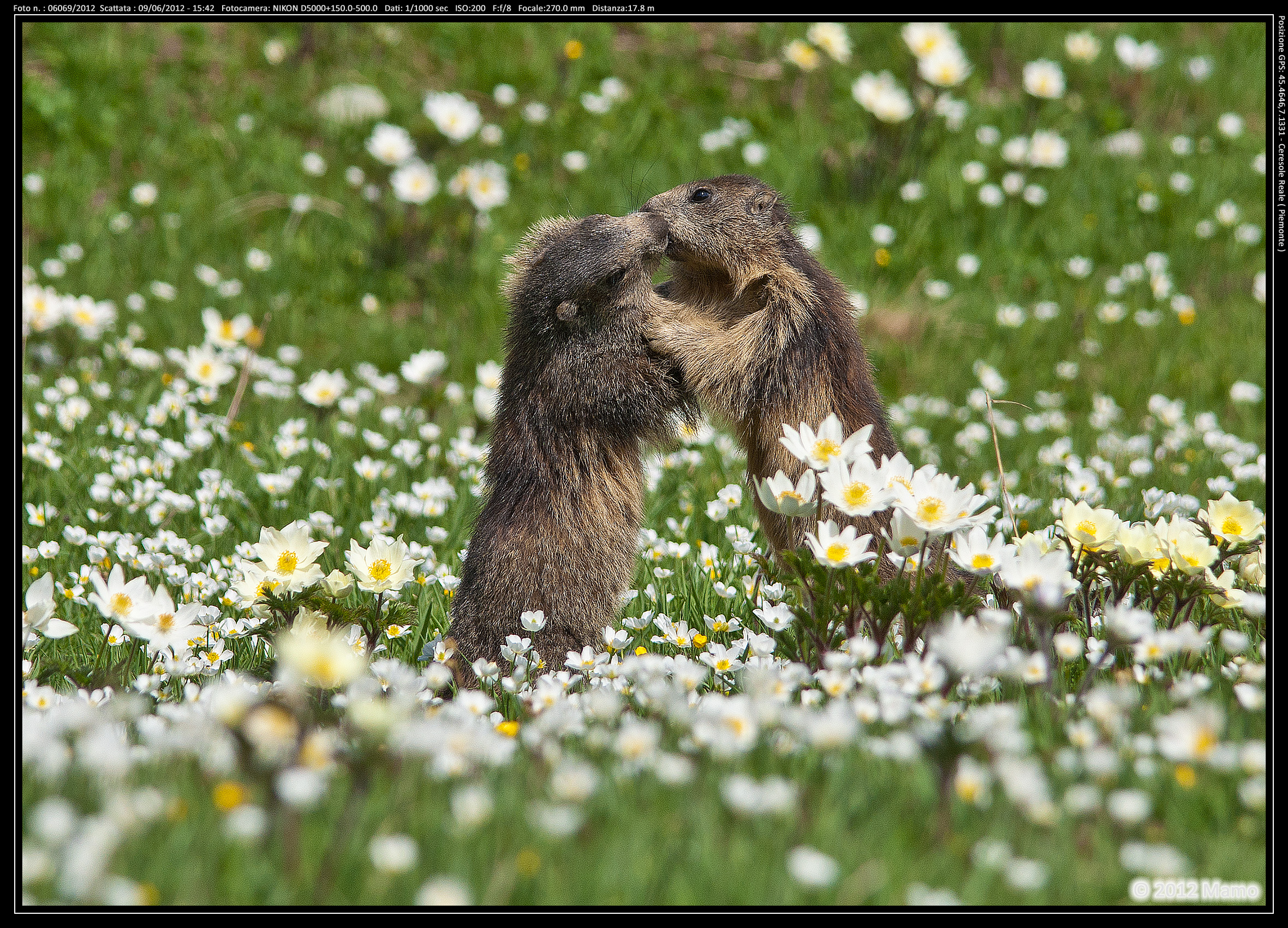 Marmotte a Ceresole Reale
