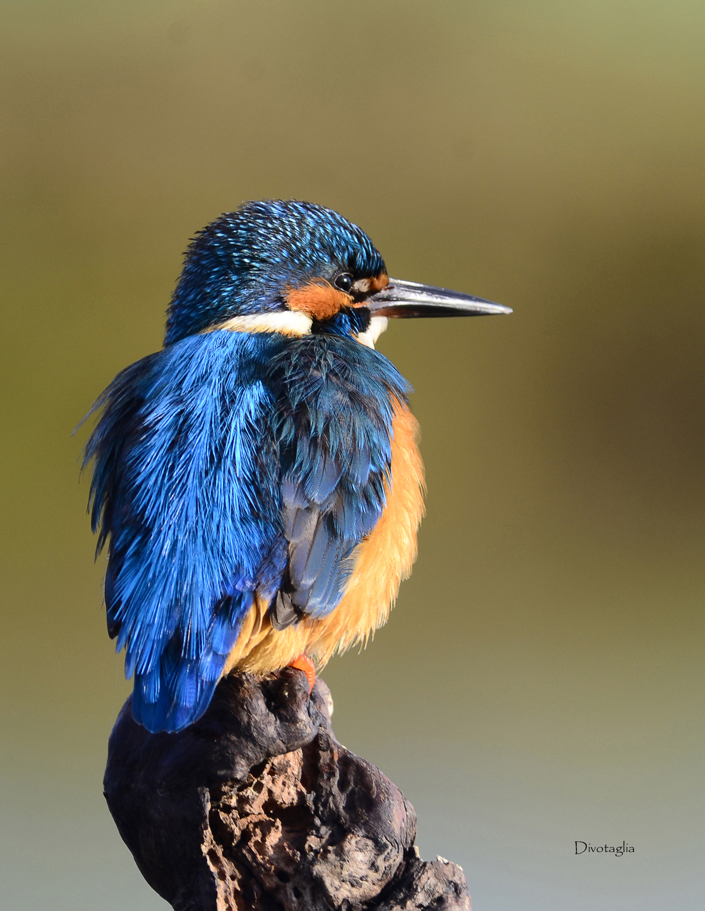 Kingfisher