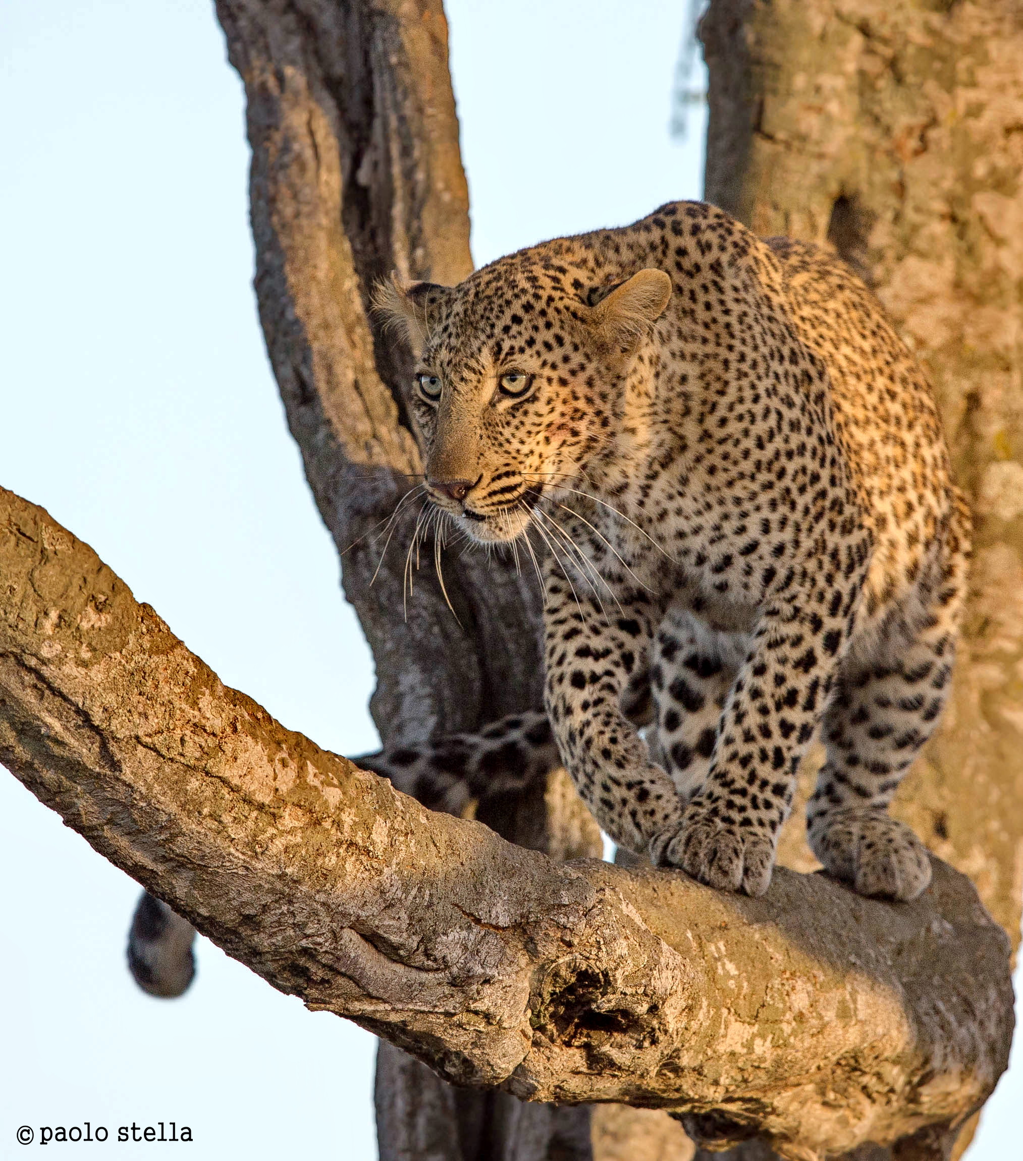 Bahati on the branch