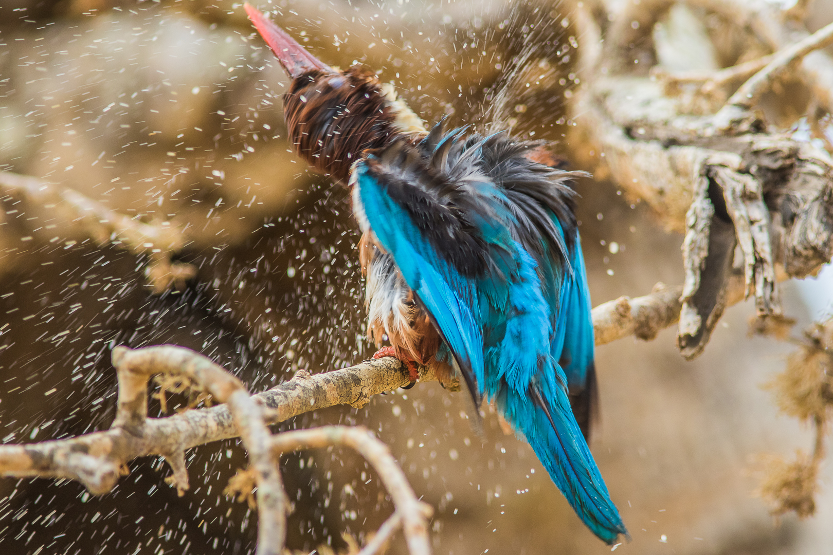 White-throated kingfisher