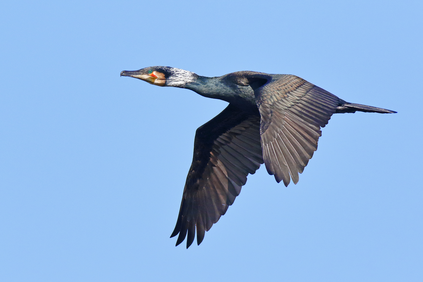 Cormorant in flight