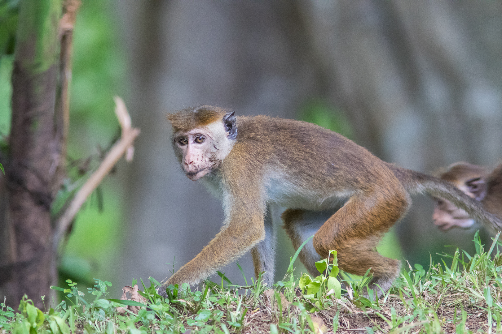 Bonnet Macaque