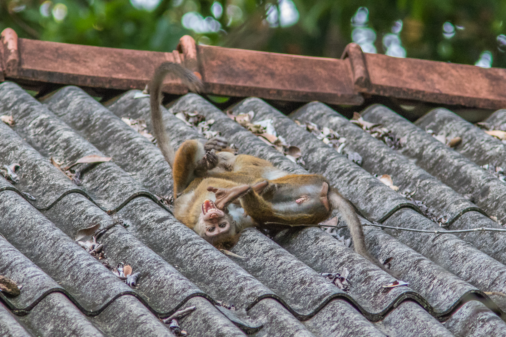 Bonnet Macaque