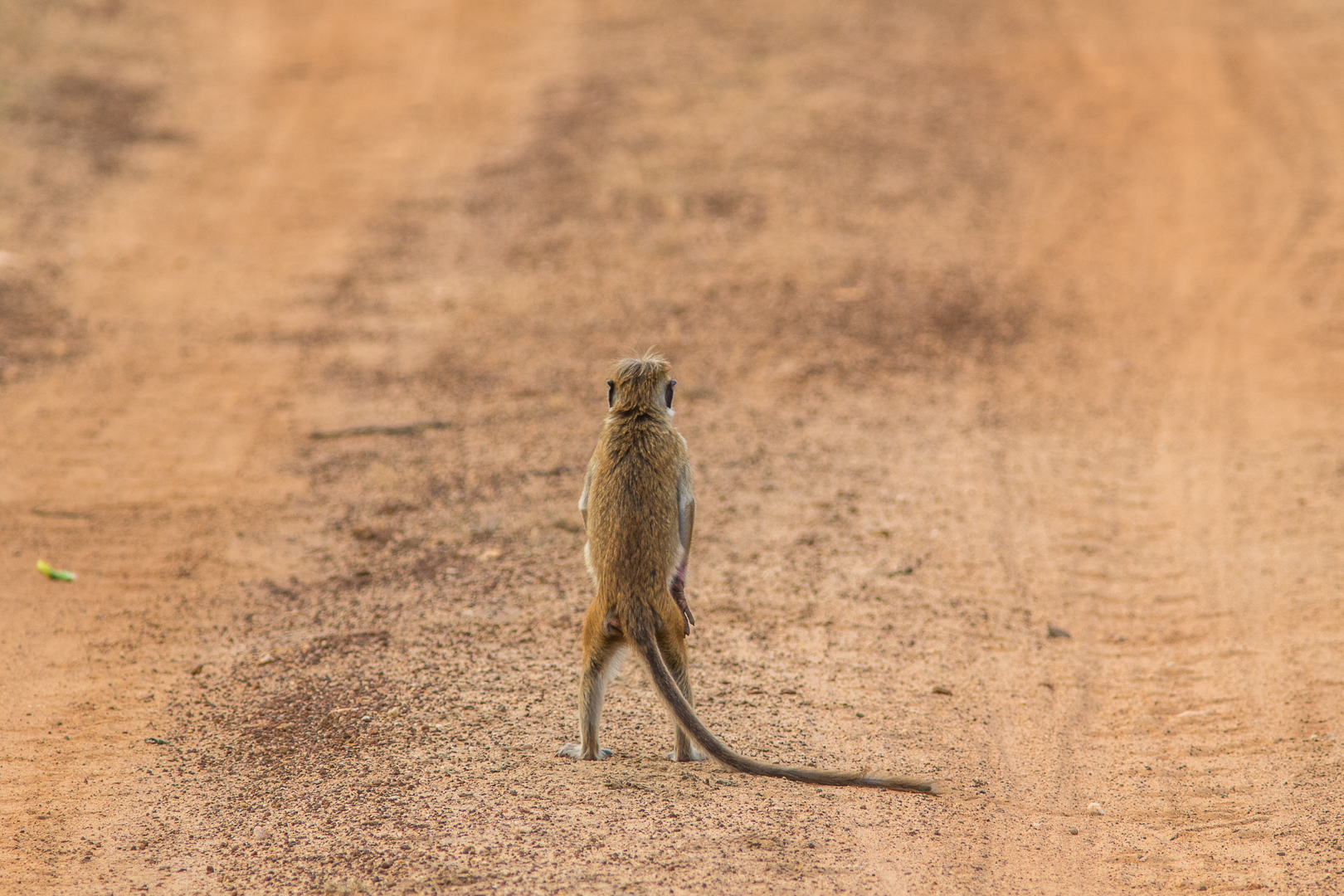 Sempre in ritardo questi autobus!