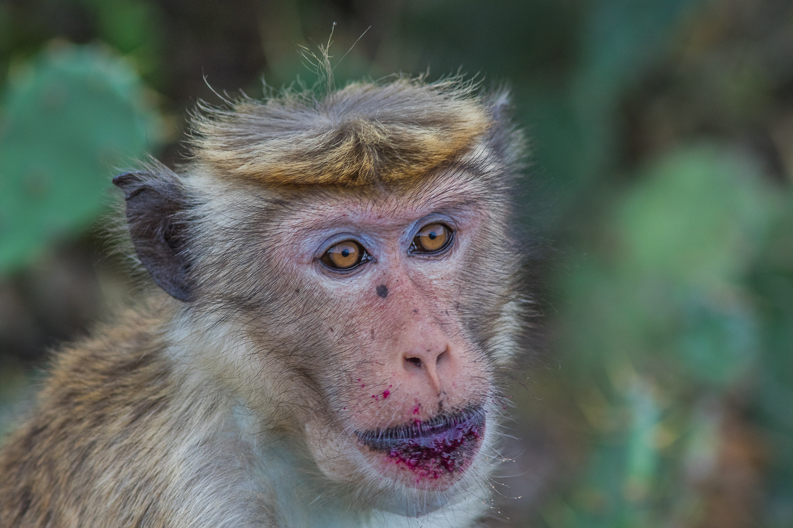 Bonnet Macaque