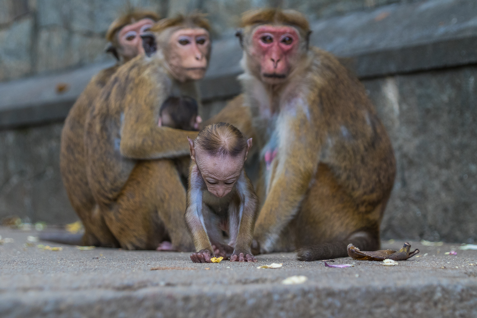 Bonnet Macaque