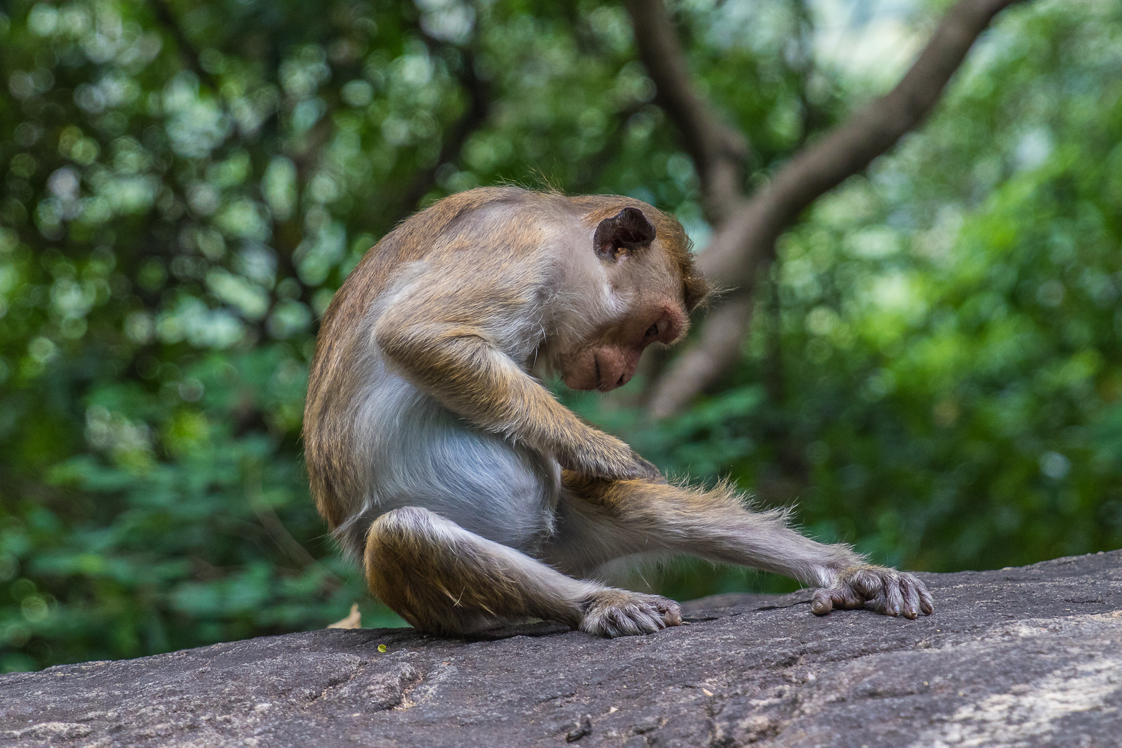 Bonnet Macaque