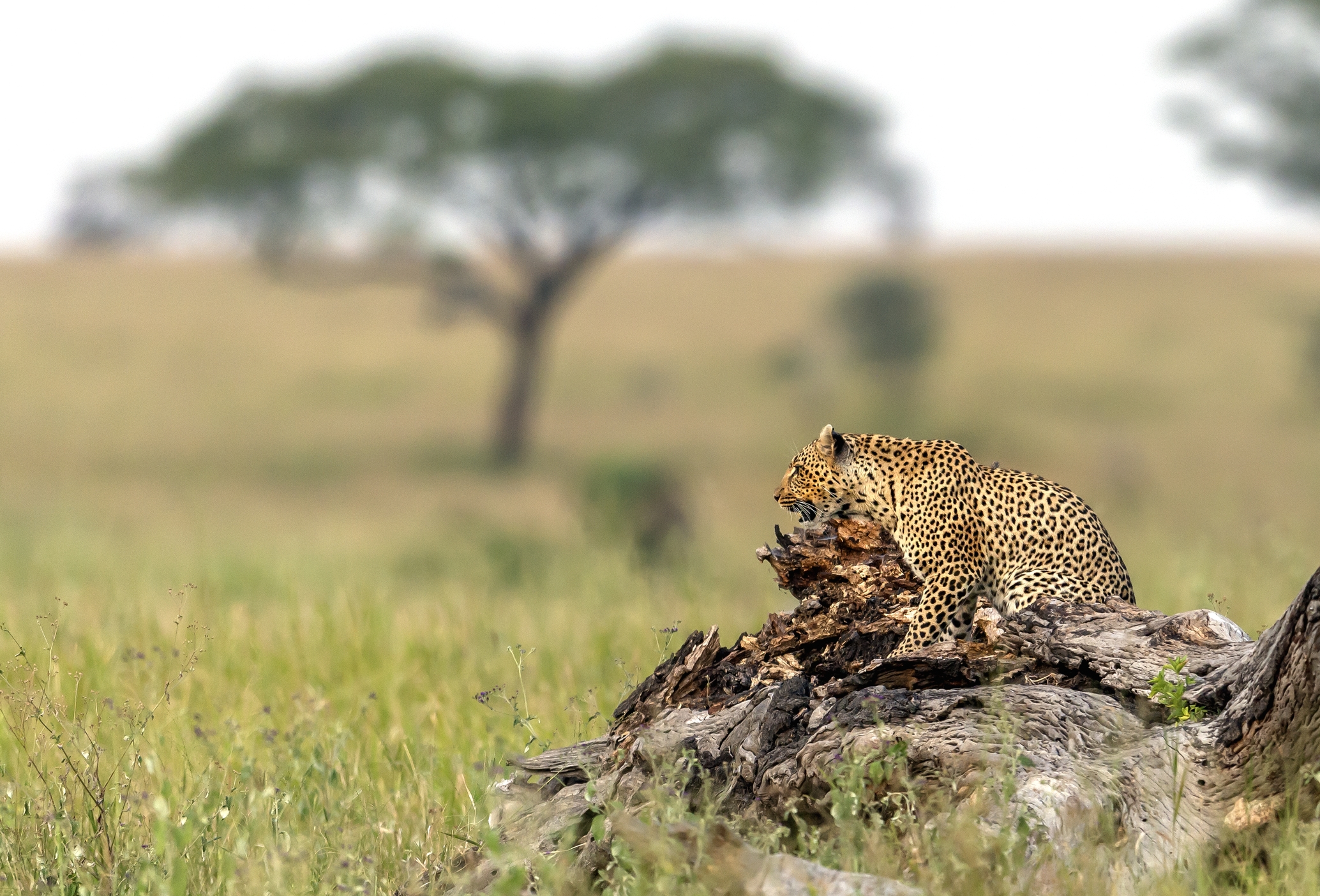Tanzania 2016 - Leopard