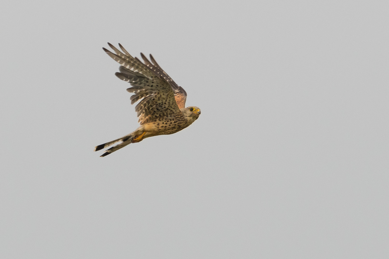 curious Kestrel