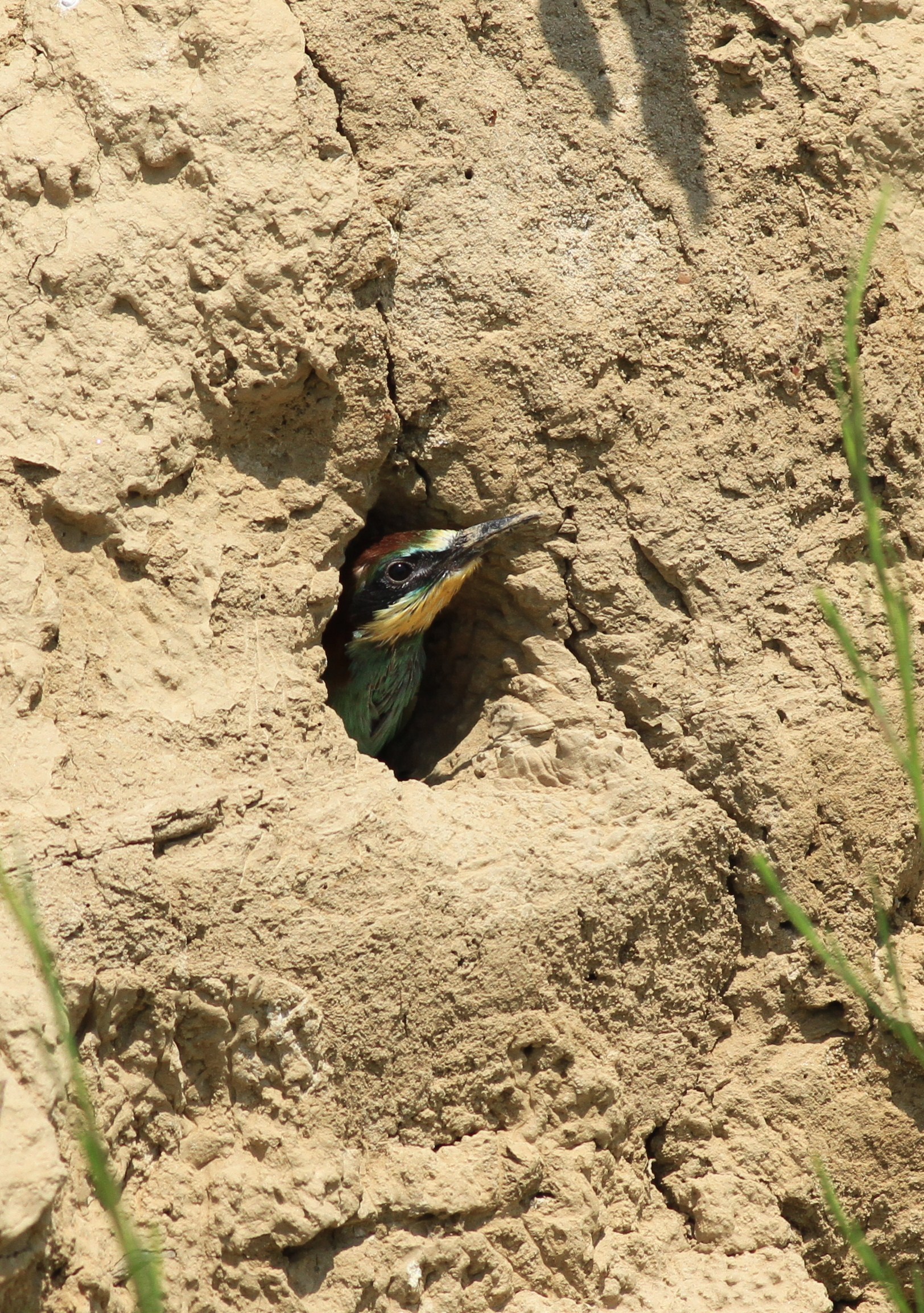 the wonder of nature: here they are!!