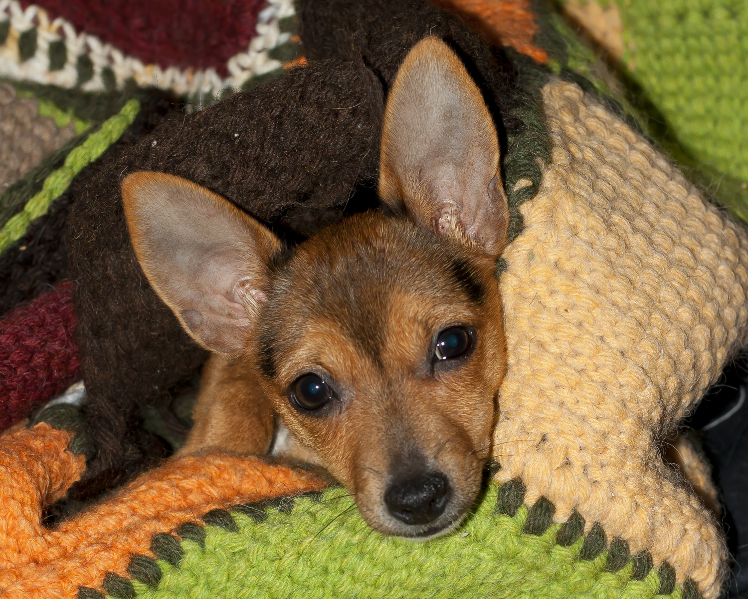 Pippa la freddolosa.